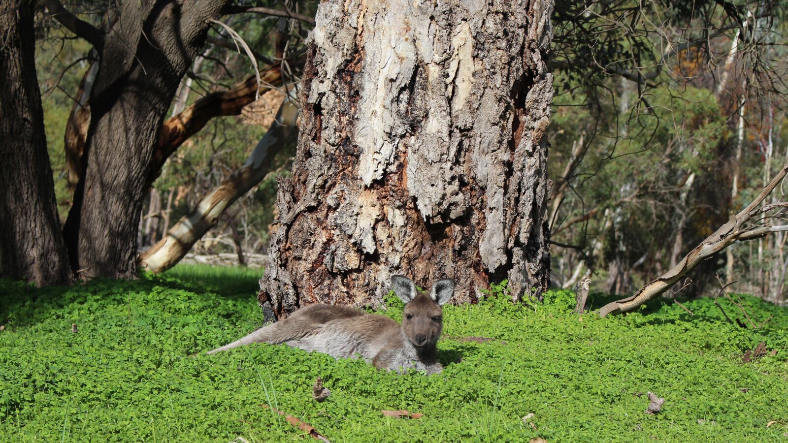 Canon EOS 700D (EOS Rebel T5i / EOS Kiss X7i) sample photo. Kangaroo, marsupial, sleepy photography