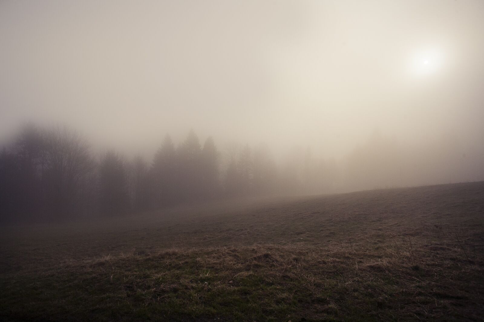 Canon EOS 5D + Canon EF 17-40mm F4L USM sample photo. The fog, mystery, forest photography