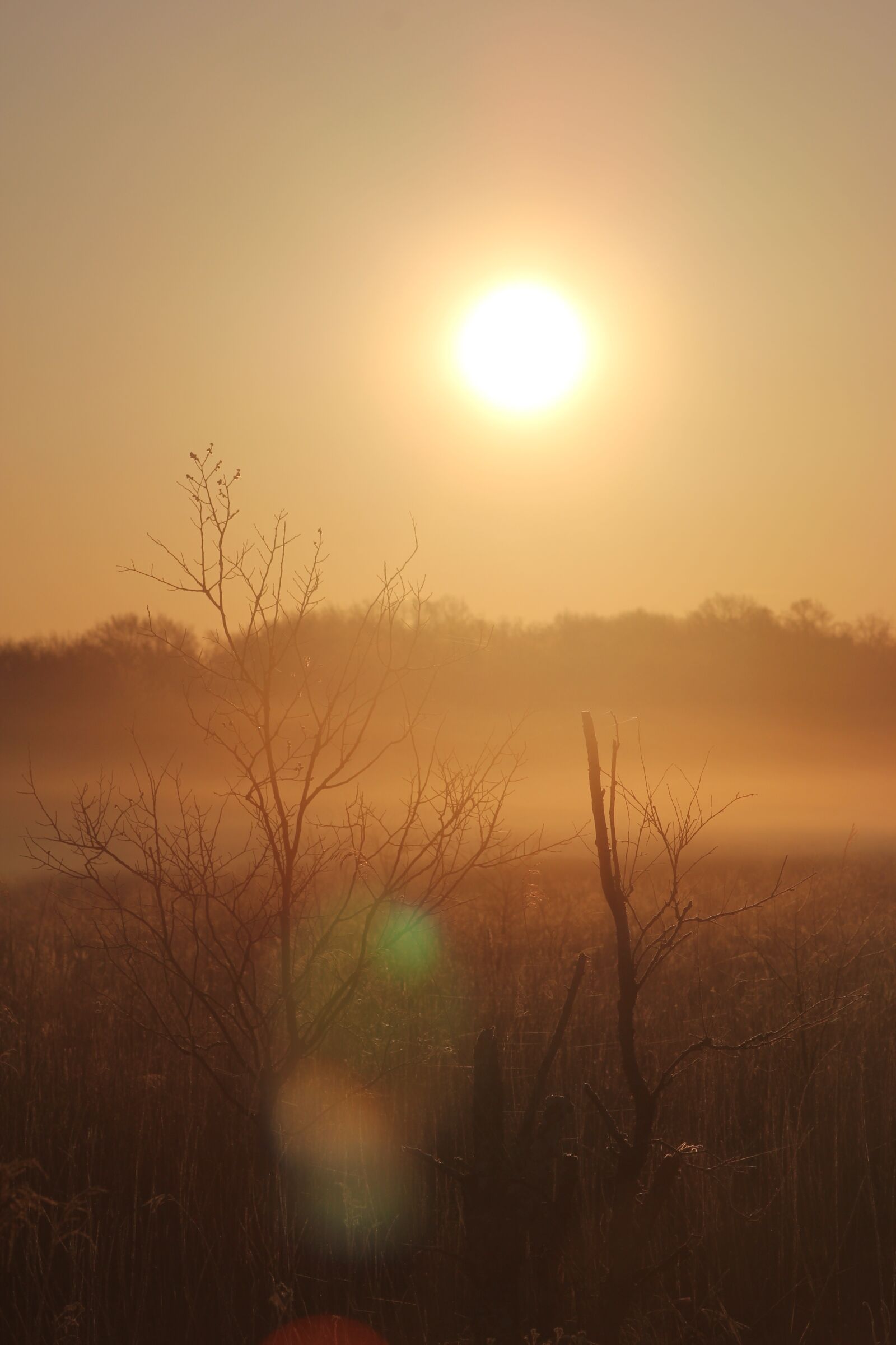 Canon EOS 550D (EOS Rebel T2i / EOS Kiss X4) sample photo. Foggy, morning, sunrise photography