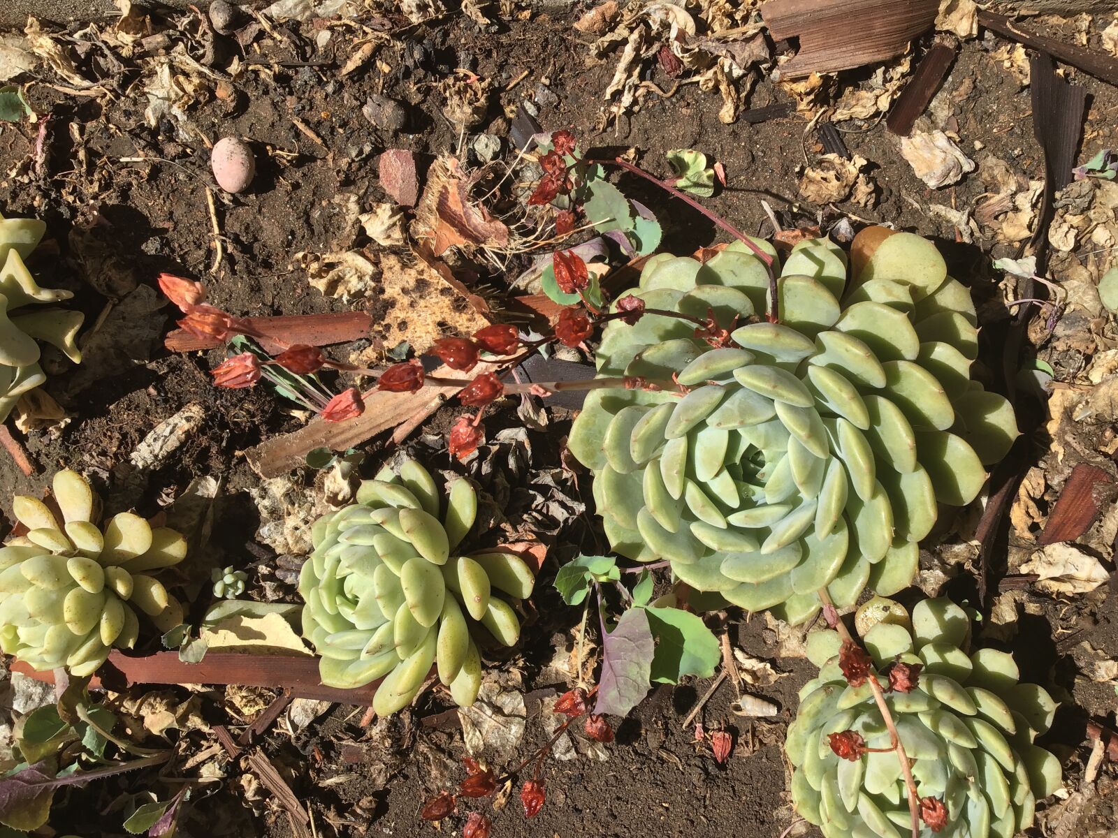 Apple iPad (6th generation) sample photo. Cactus, nature, plant photography