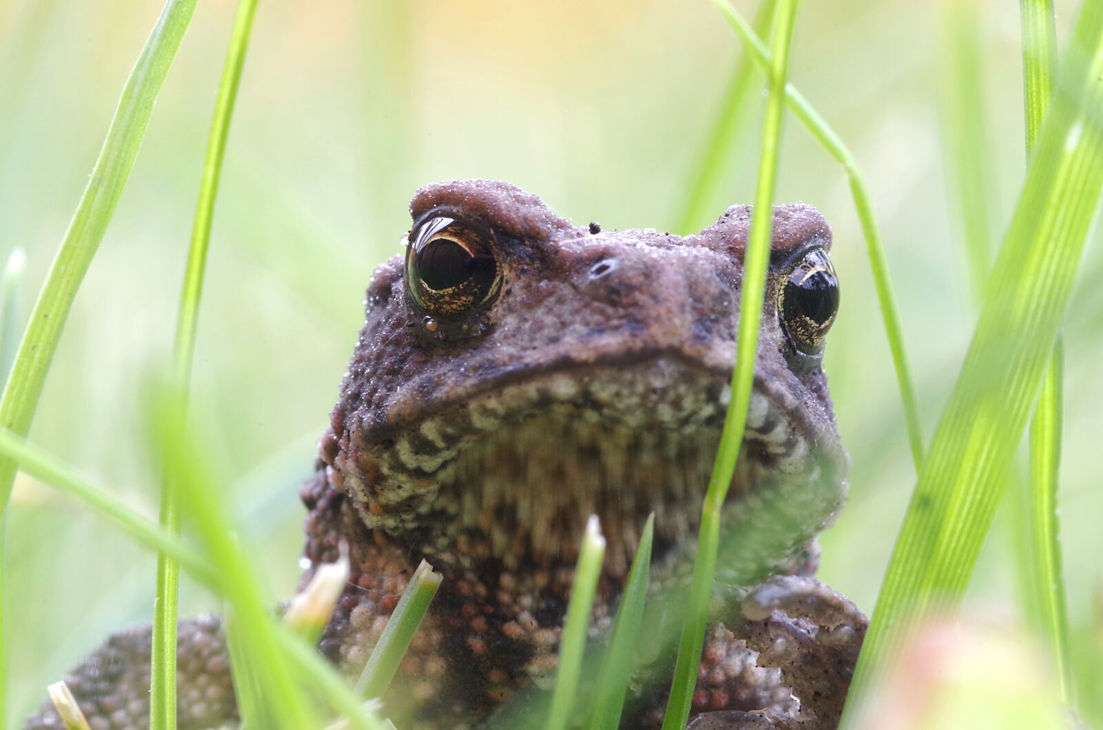 Pentax K-S2 sample photo. A toad, the frog photography