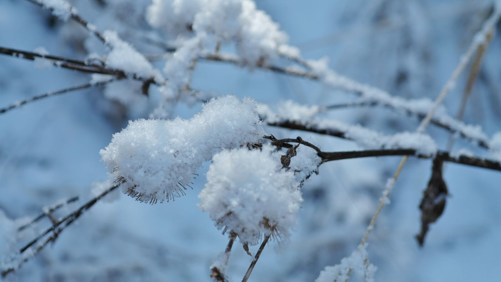 Samsung NX20 sample photo. Winter, frost, ice photography