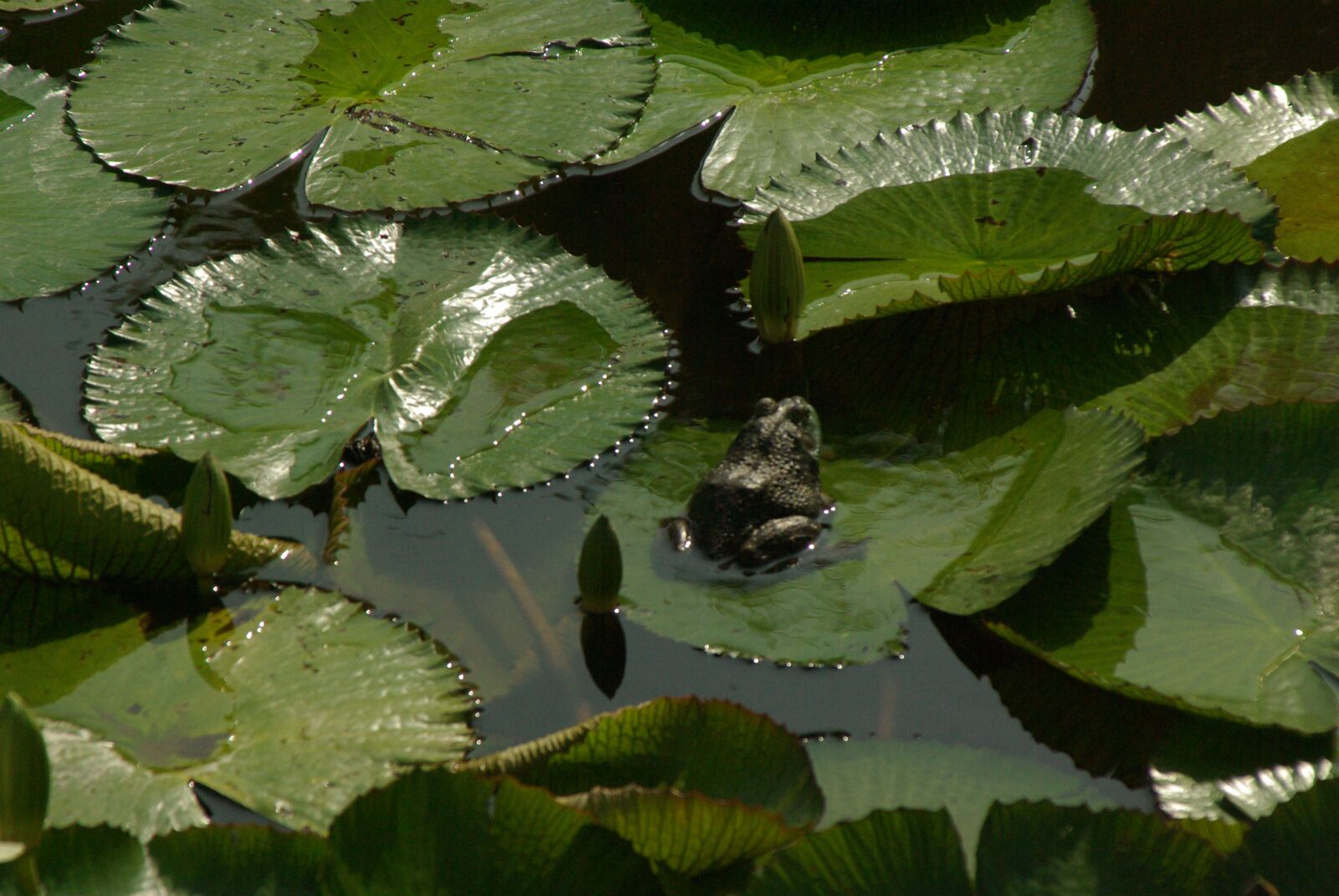 Pentax K10D sample photo. Frog, lily pad, lake photography