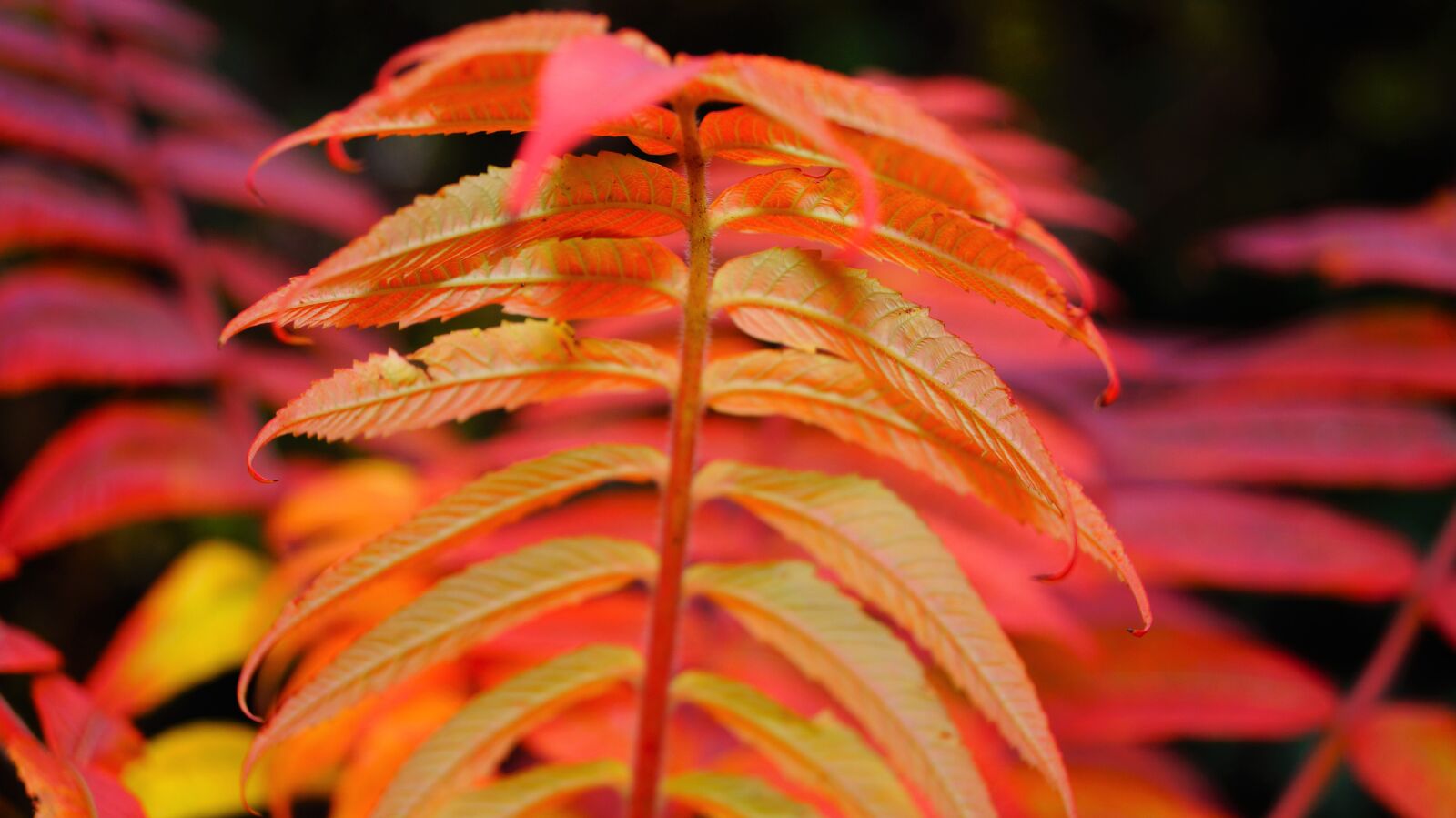 Sony DT 18-55mm F3.5-5.6 SAM II sample photo. Colorful, leaves, autumn photography