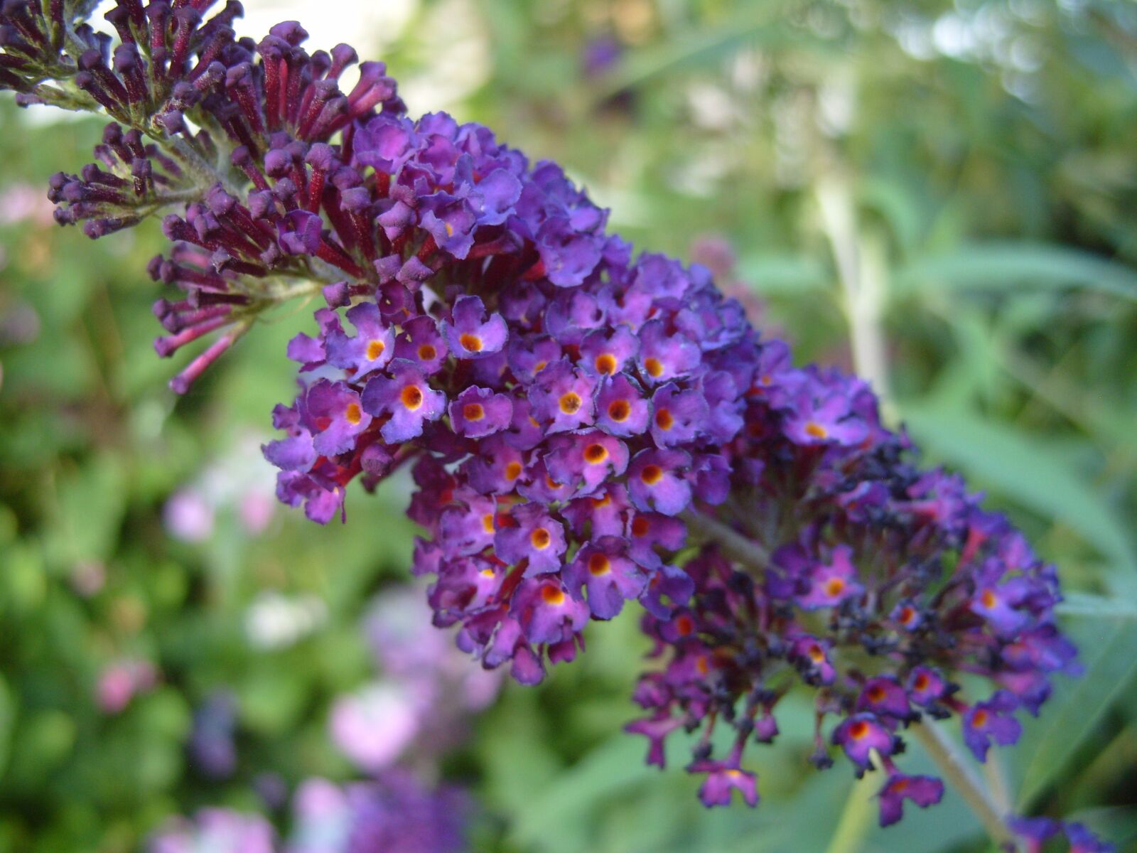 Samsung KENOX S1050  / Samsung S1050 sample photo. Purple, flower, blossoms photography