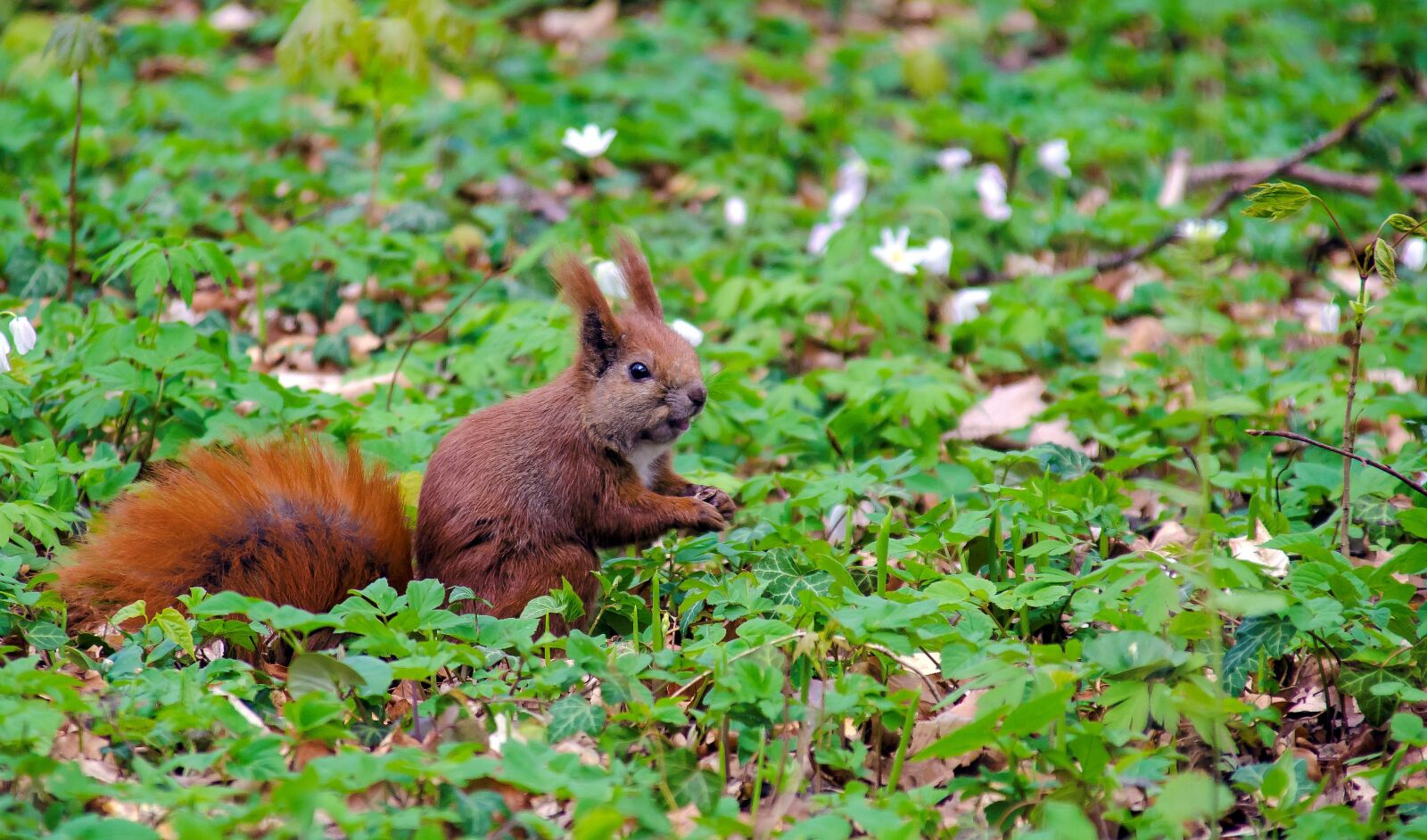 Nikon D5100 sample photo. Squirrel, spring, easter photography