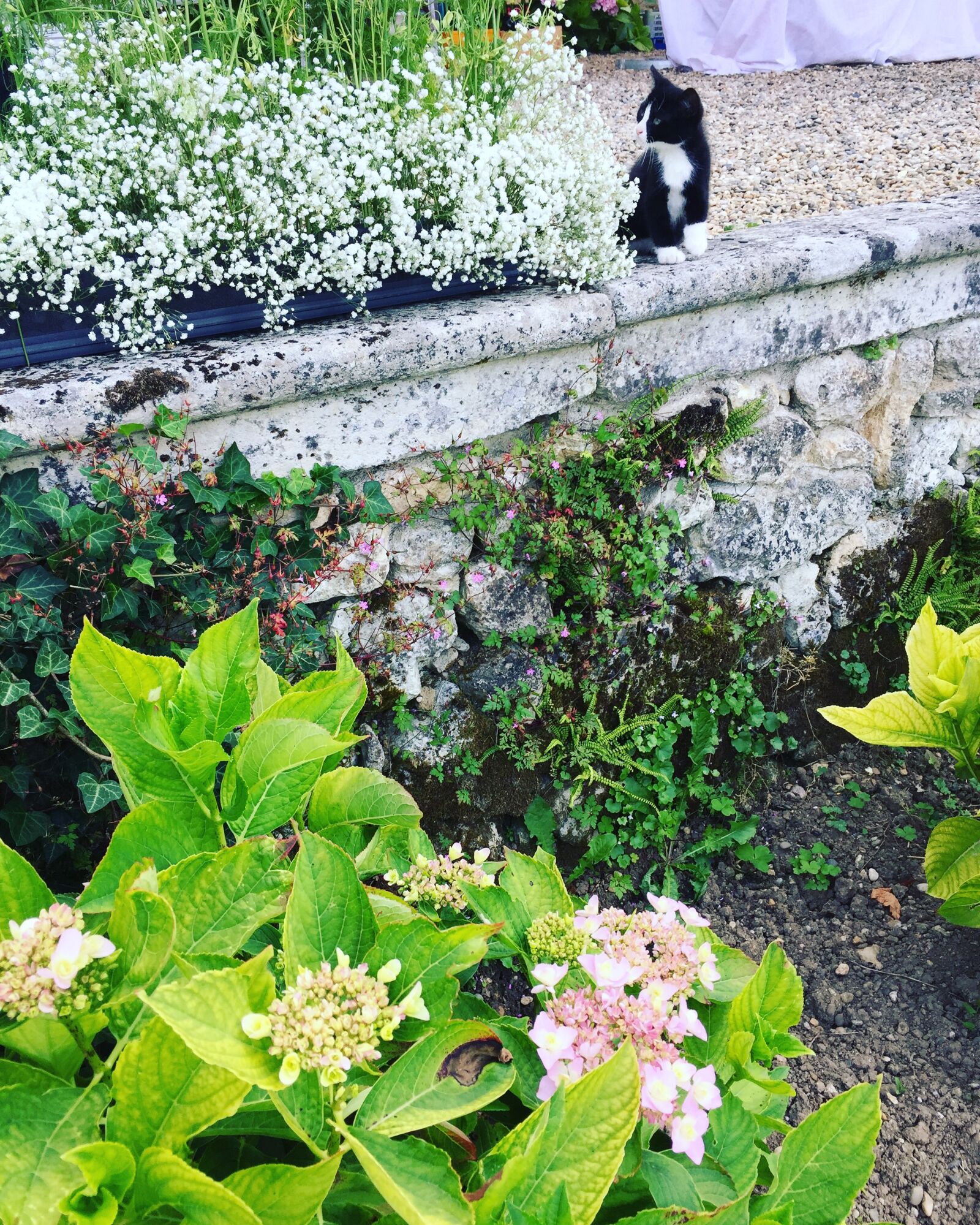Apple iPhone 6 sample photo. Animal, cat, cats, flora photography