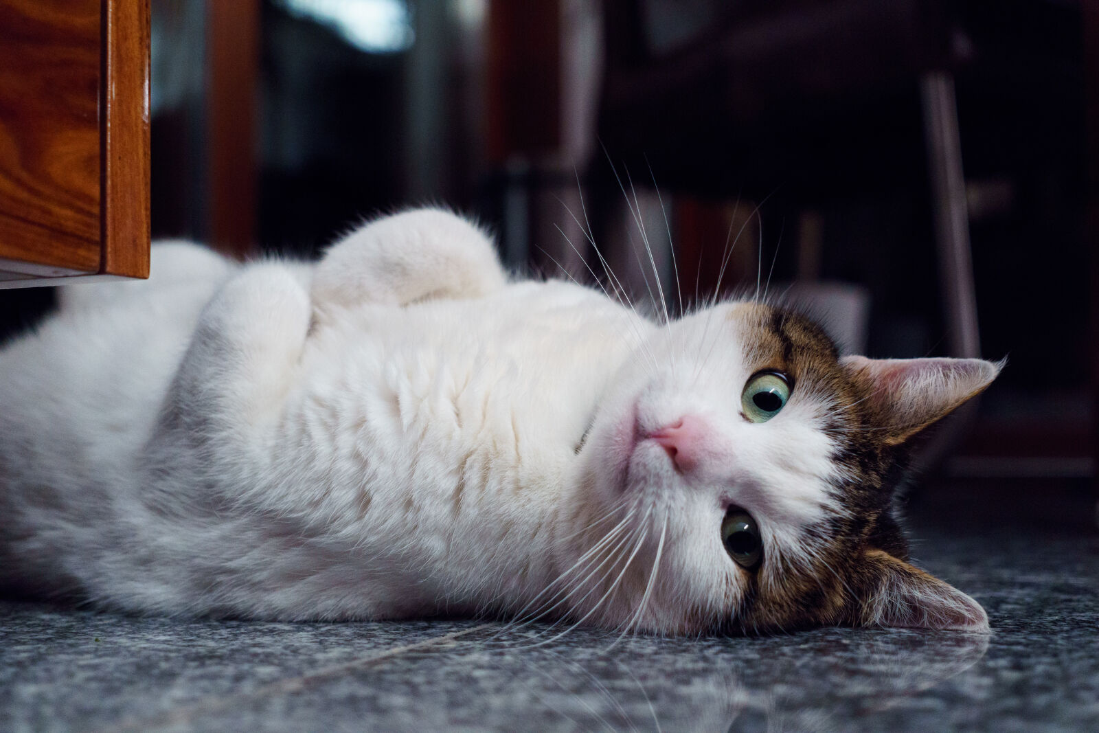 Sony a6000 + Sigma 30mm F2.8 EX DN sample photo. Animal, cat, eyes, fur photography