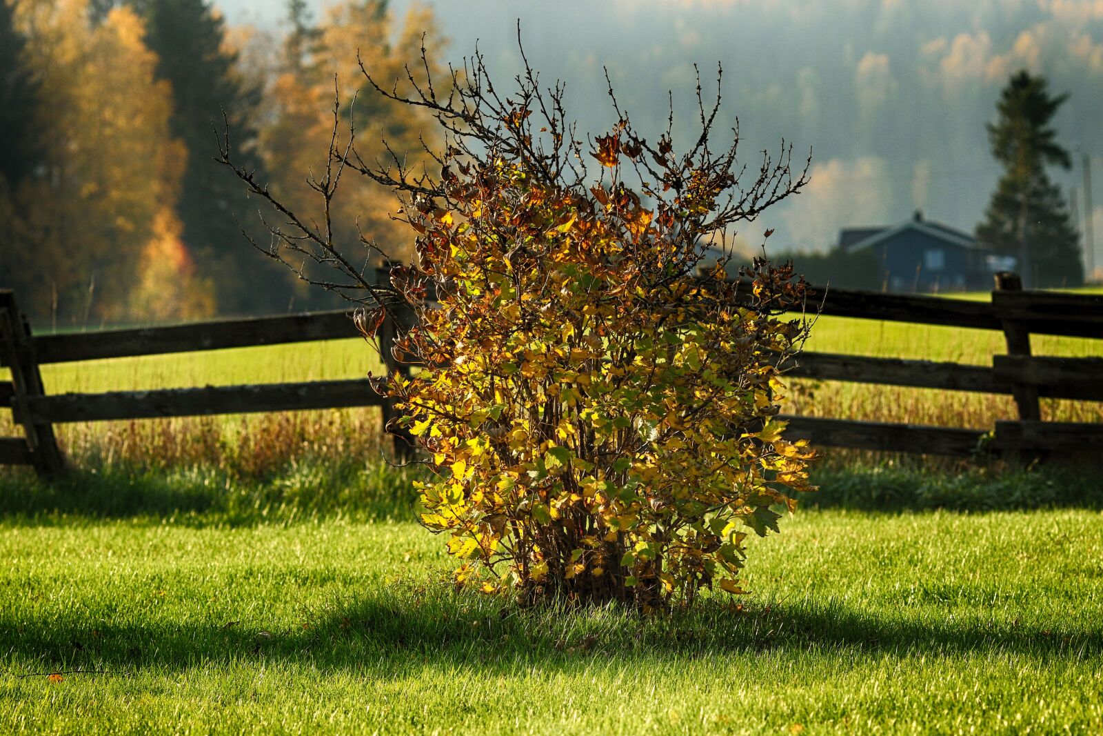 Canon EOS 7D Mark II + Canon EF 135mm F2L USM sample photo. Garden, autumn, fall photography