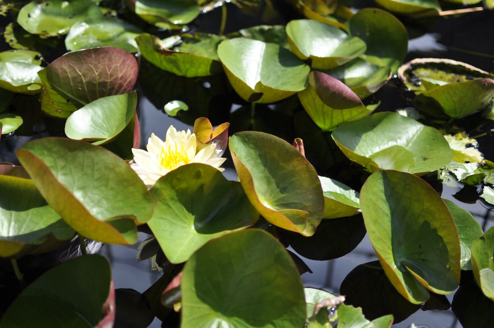 Nikon D90 sample photo. Lily, white flowers, gun photography