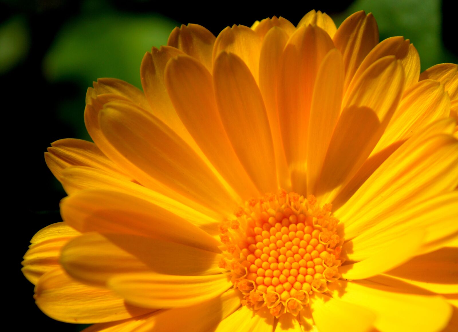 Nikon D3200 sample photo. Marigold, blossom, bloom photography