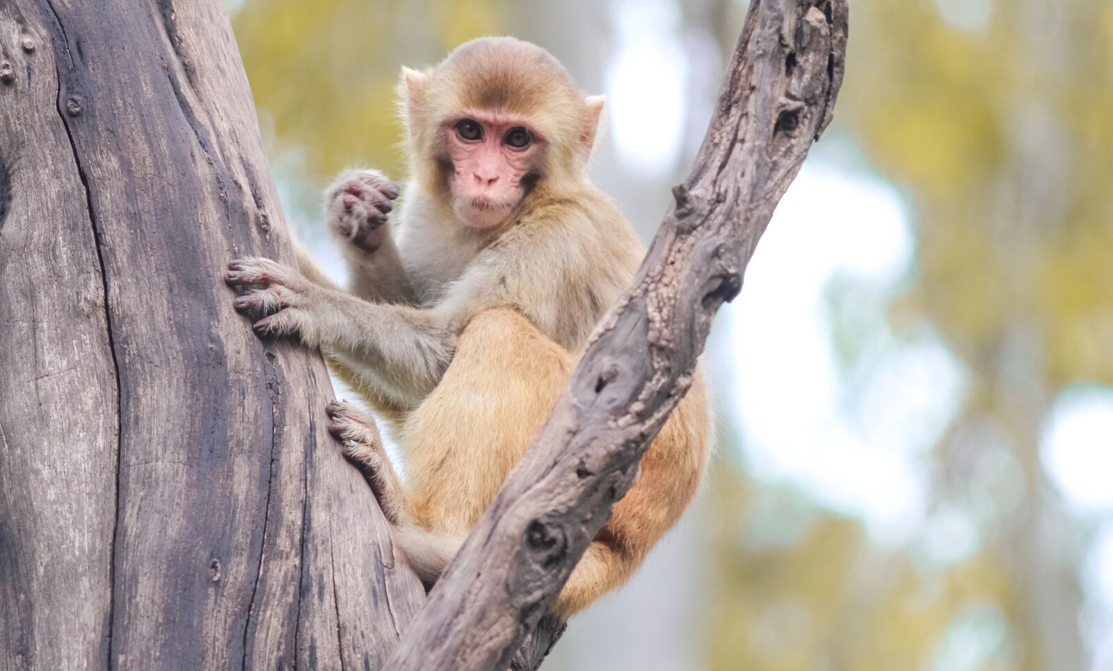 Canon EOS 700D (EOS Rebel T5i / EOS Kiss X7i) sample photo. Monkey, tree, primate photography