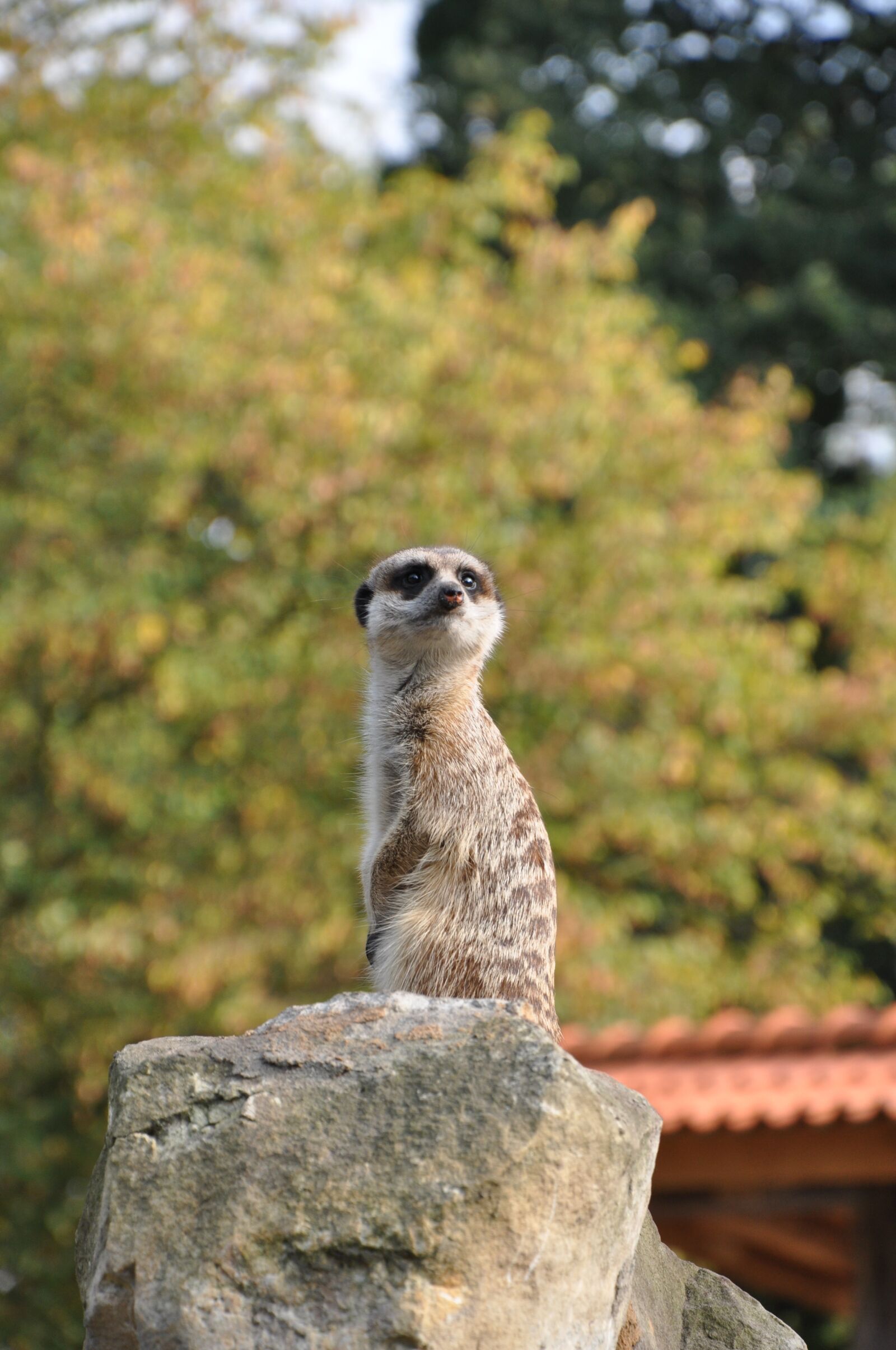 Nikon D90 sample photo. Nature, animal, sleuth photography