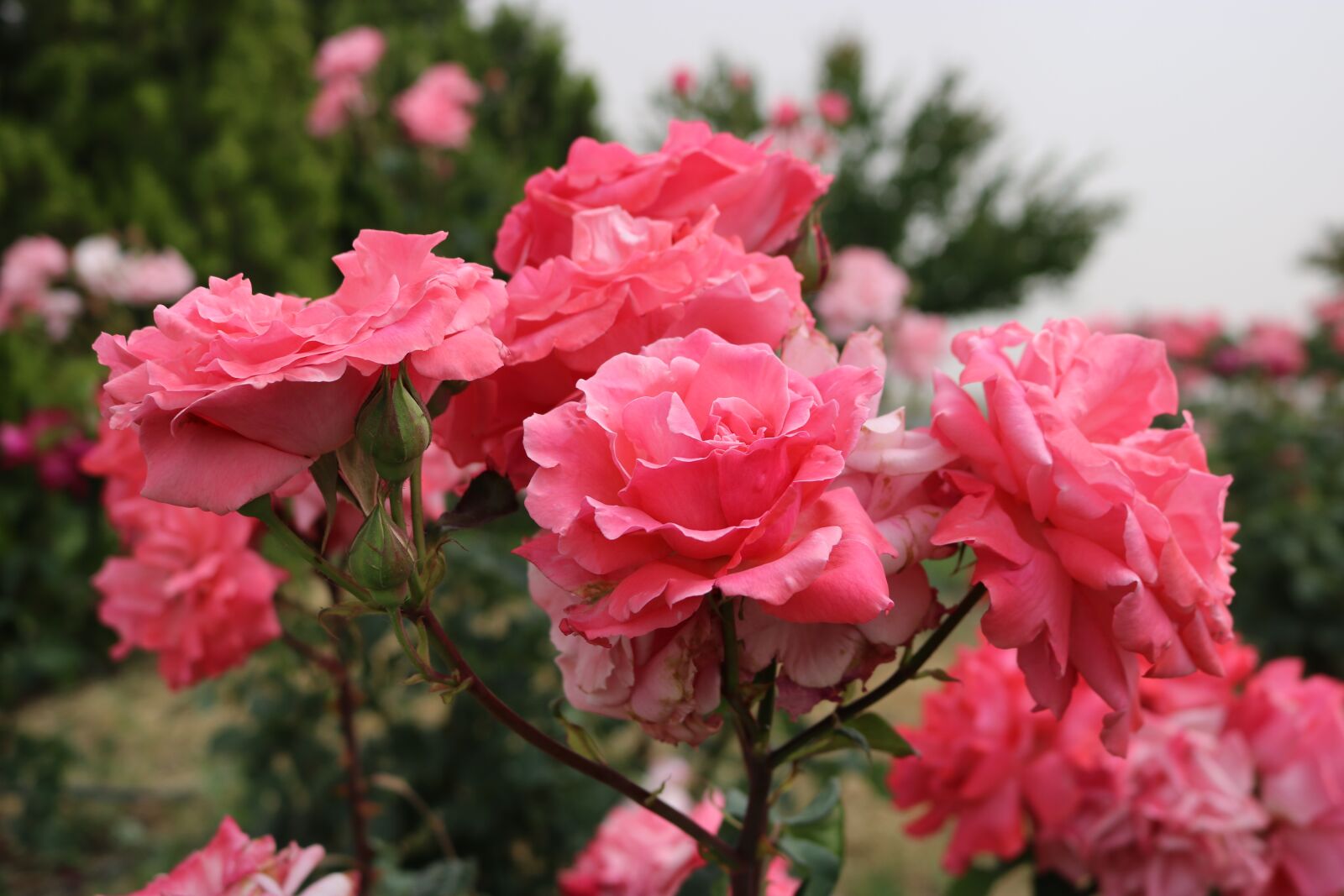 Canon EOS 750D (EOS Rebel T6i / EOS Kiss X8i) sample photo. Rose, garden photography
