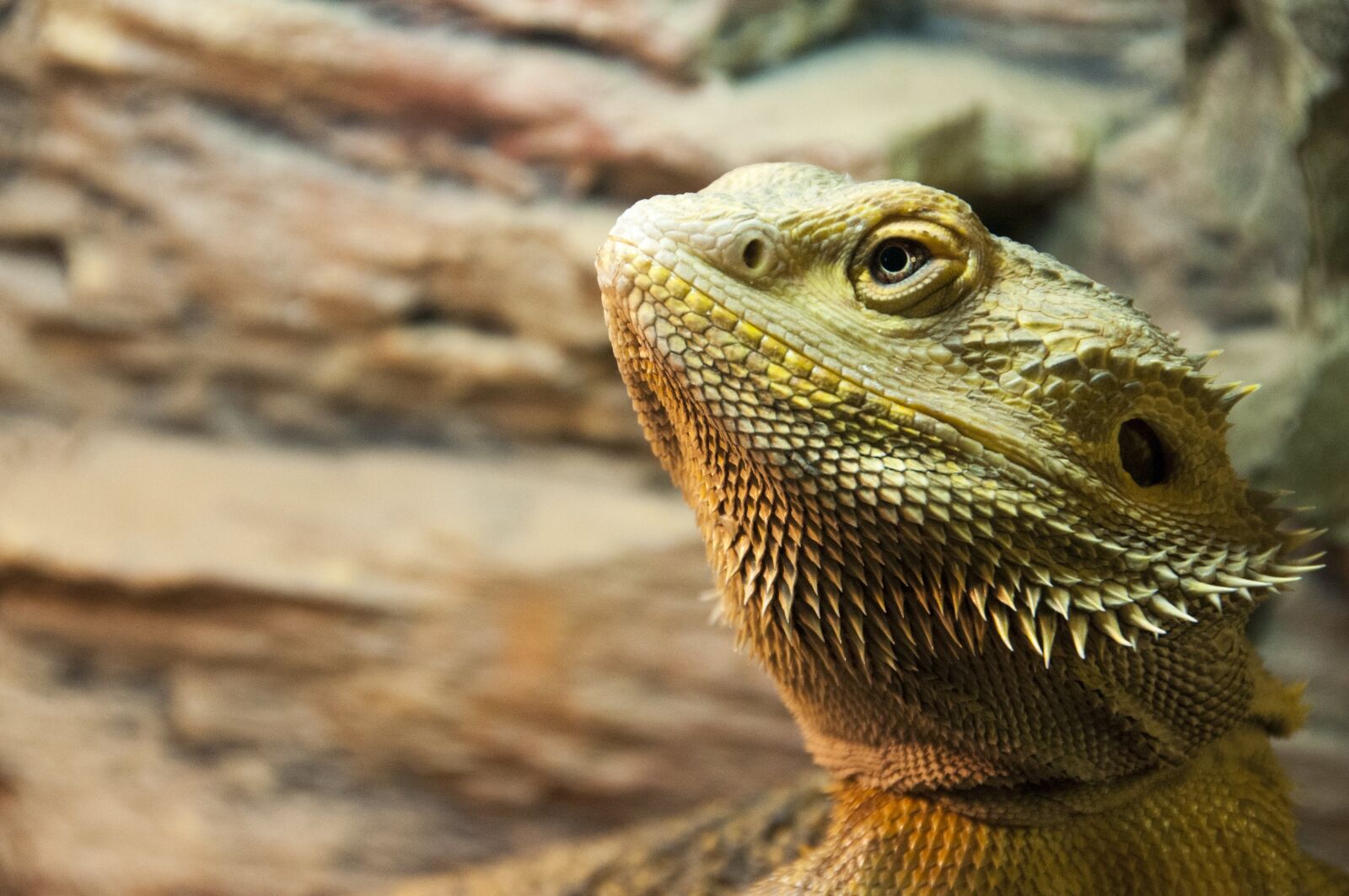 Nikon D300 sample photo. Animal, the lizard, terrariums photography