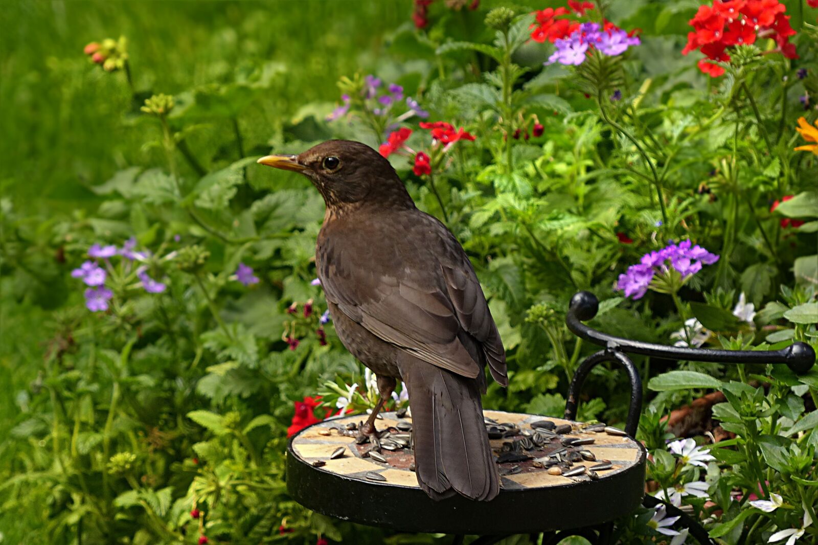 Panasonic Lumix DMC-FZ200 sample photo. Throttle, turdus philomelos, bird photography
