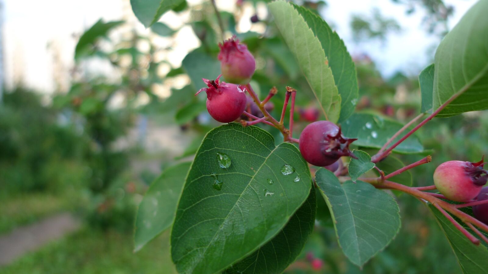 Panasonic Lumix DMC-LX3 sample photo. Berry, greens, summer photography