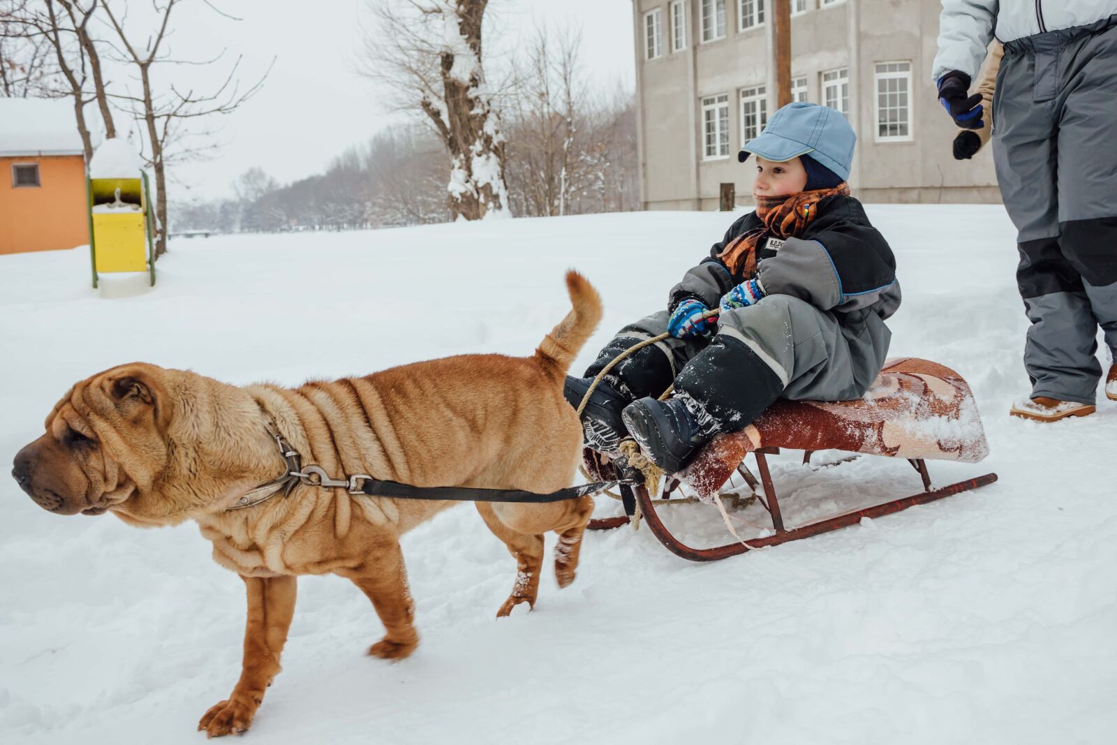 Canon EF-S 18-55mm F3.5-5.6 IS sample photo. Sled dog, winter, boy photography