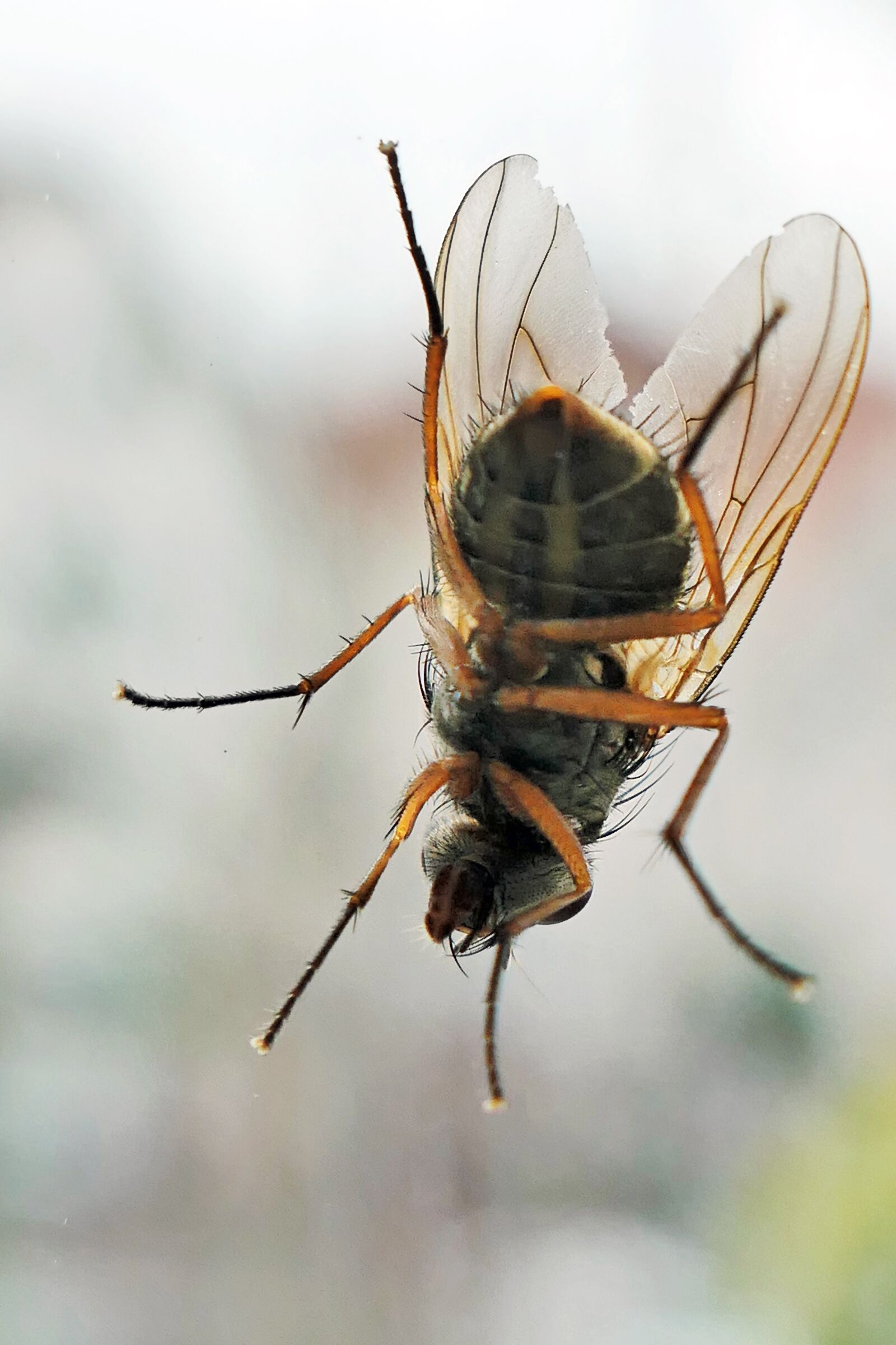 Panasonic Lumix DMC-LX10 (Lumix DMC-LX15) sample photo. Fly, insect, nature photography