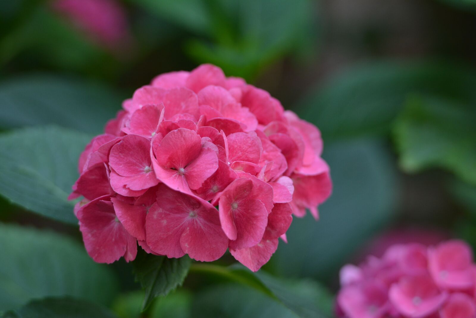 Nikon D7100 sample photo. Hydrangea, pink, garden photography