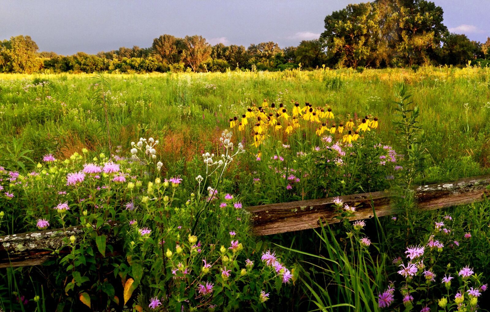 iPhone 5 back camera 4.12mm f/2.4 sample photo. Prairie wildflowers, beebalm, rattlesnake-master photography