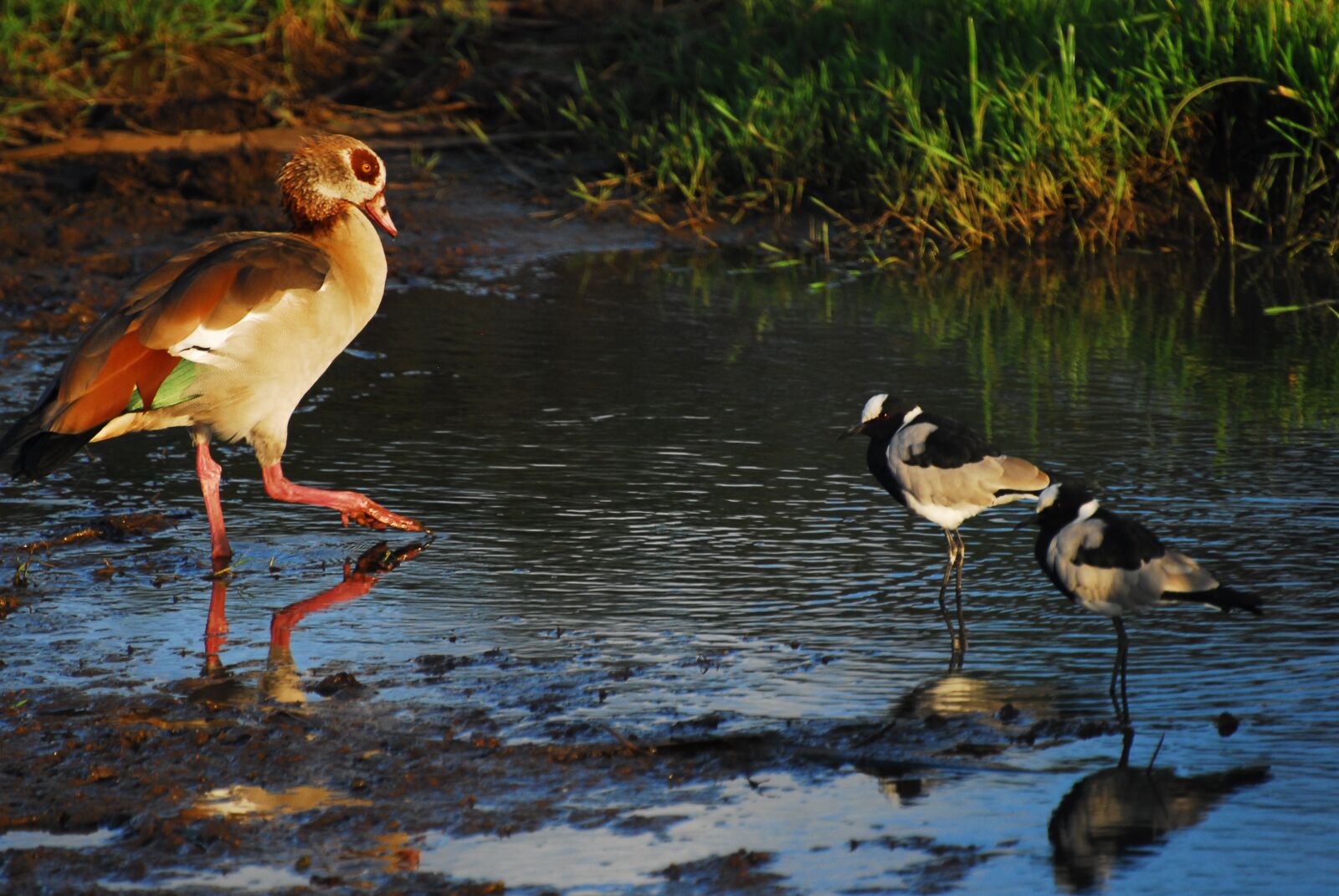 Nikon D200 sample photo. Egyptian goose, wild birds photography