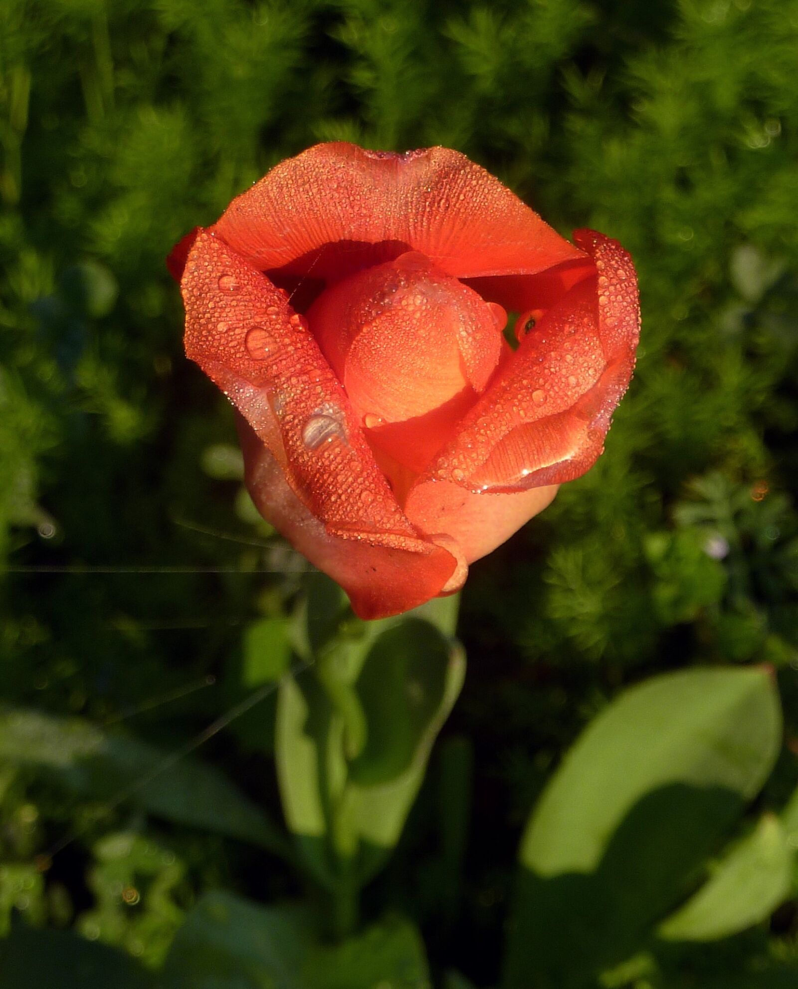 Panasonic DMC-TZ7 sample photo. Flower, red, garden photography