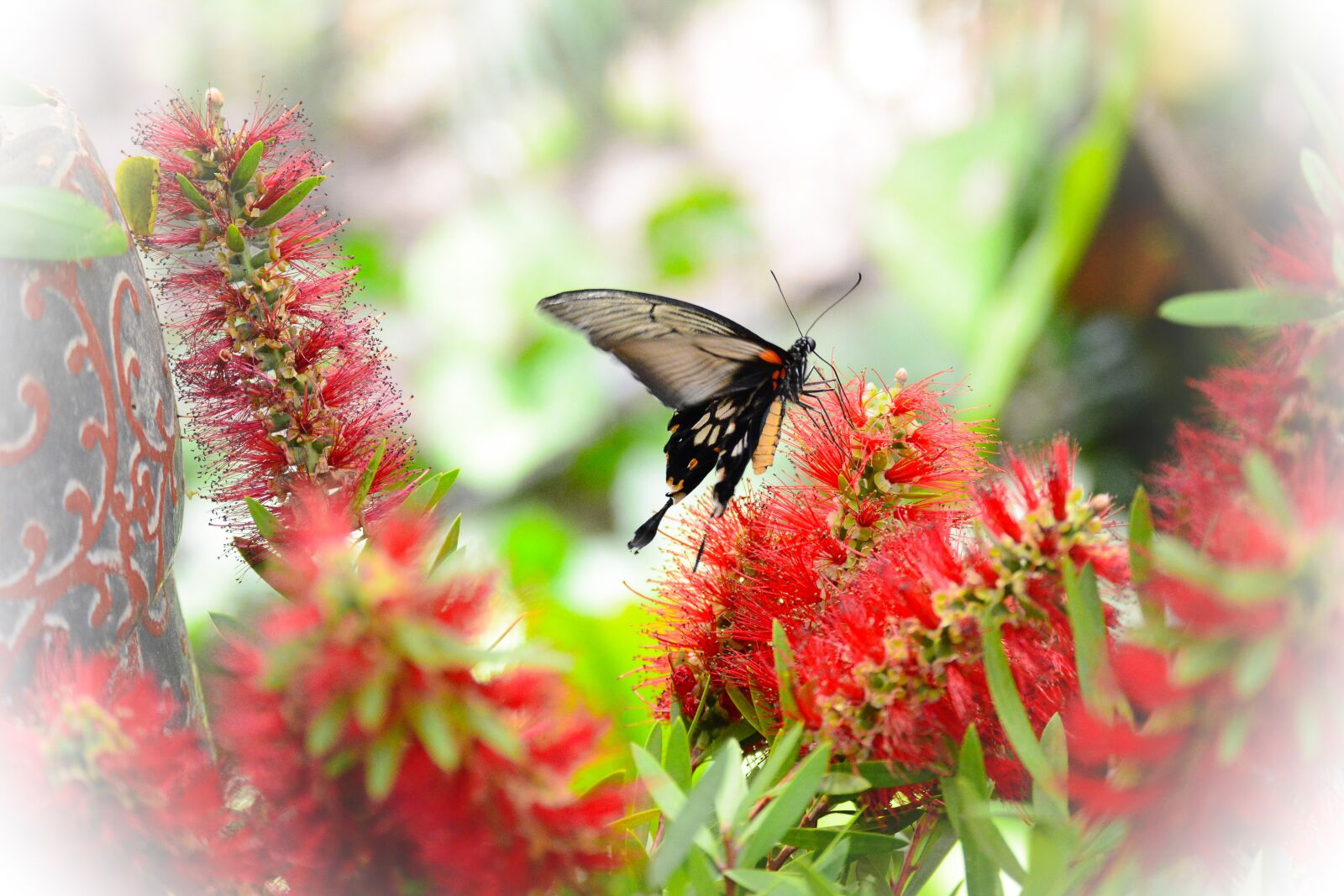 Nikon D5200 sample photo. Butterfly, flowers, nature photography