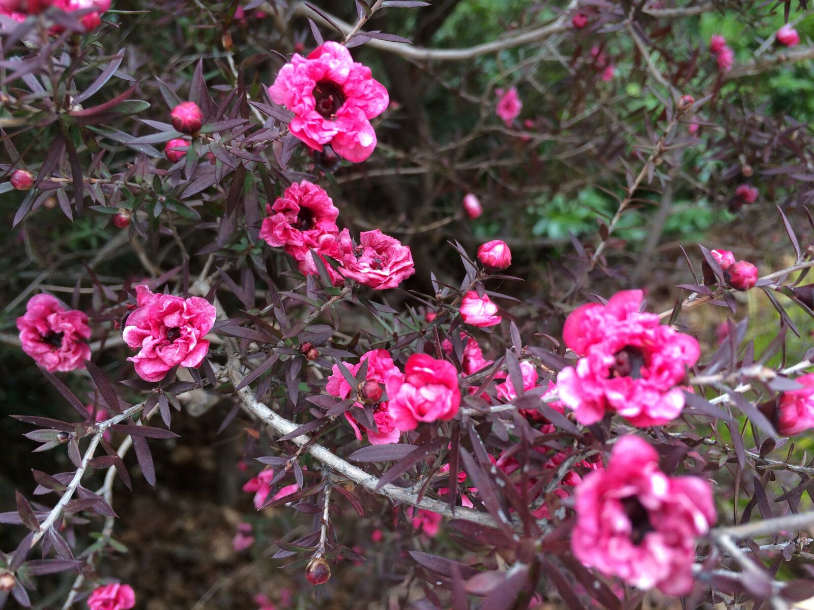 Apple iPhone 5s sample photo. Pink flower, garden, flowers photography