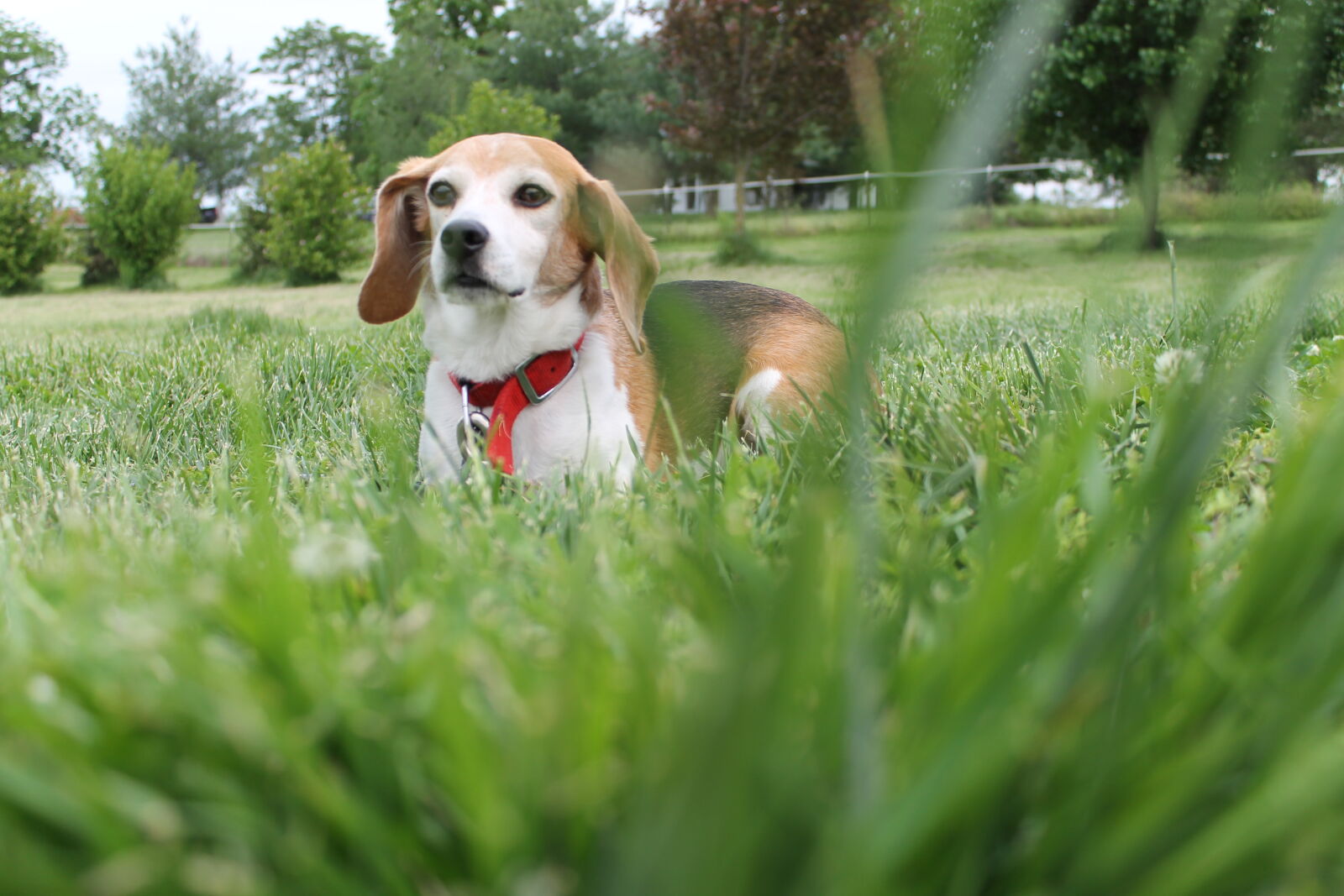 Canon EOS 1100D (EOS Rebel T3 / EOS Kiss X50) sample photo. Animal, animals, beagle, black photography