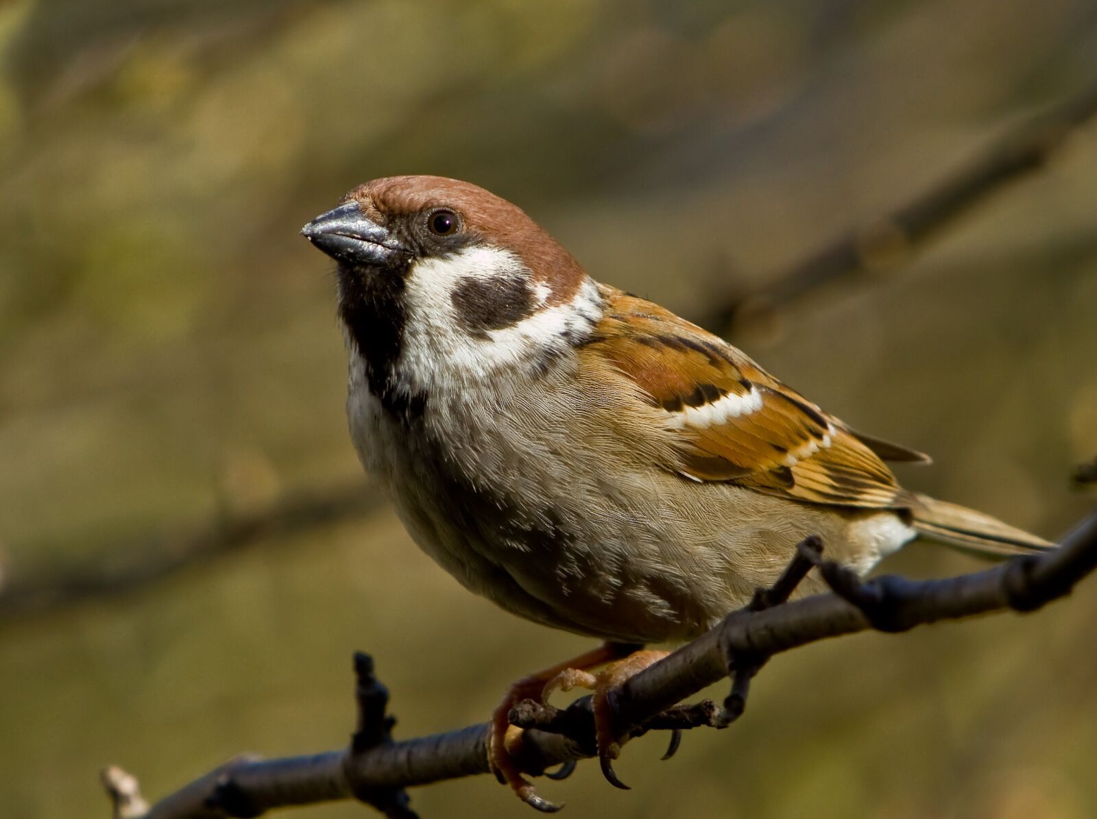 Canon EOS 7D sample photo. Sparrow, sperling, bird photography