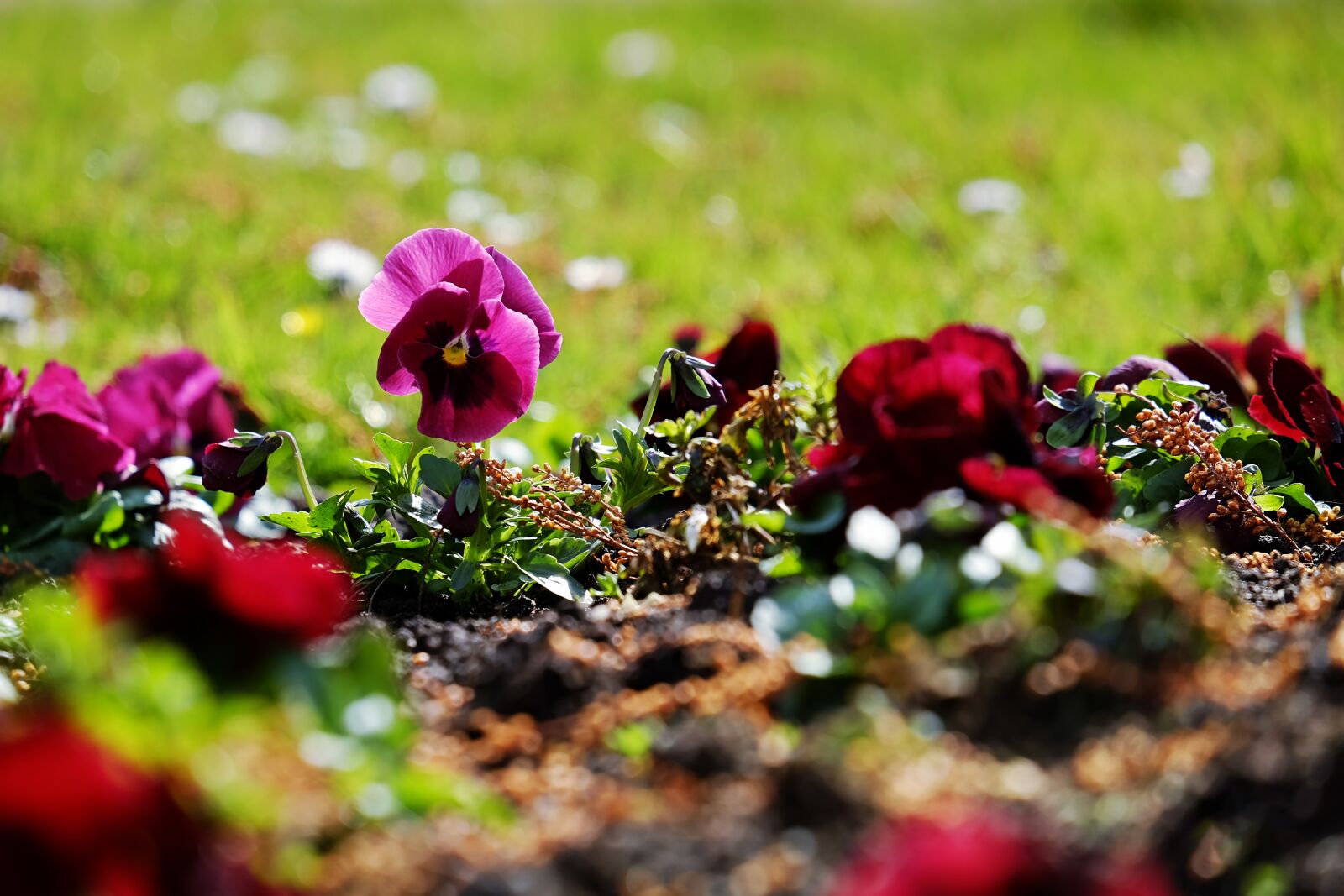 Fujifilm XF 55-200mm F3.5-4.8 R LM OIS sample photo. Violet, pansy, backlighting photography
