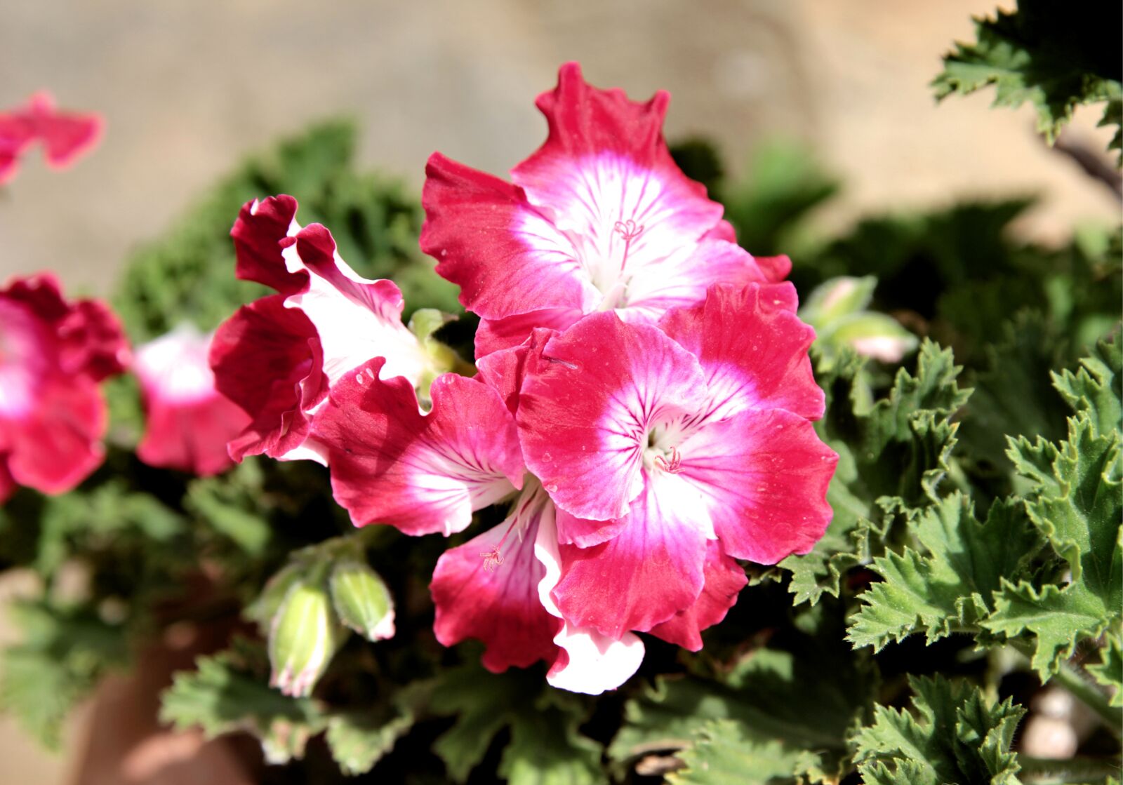 Canon EOS 550D (EOS Rebel T2i / EOS Kiss X4) sample photo. Geranium, geranium ceylangozu, garden photography
