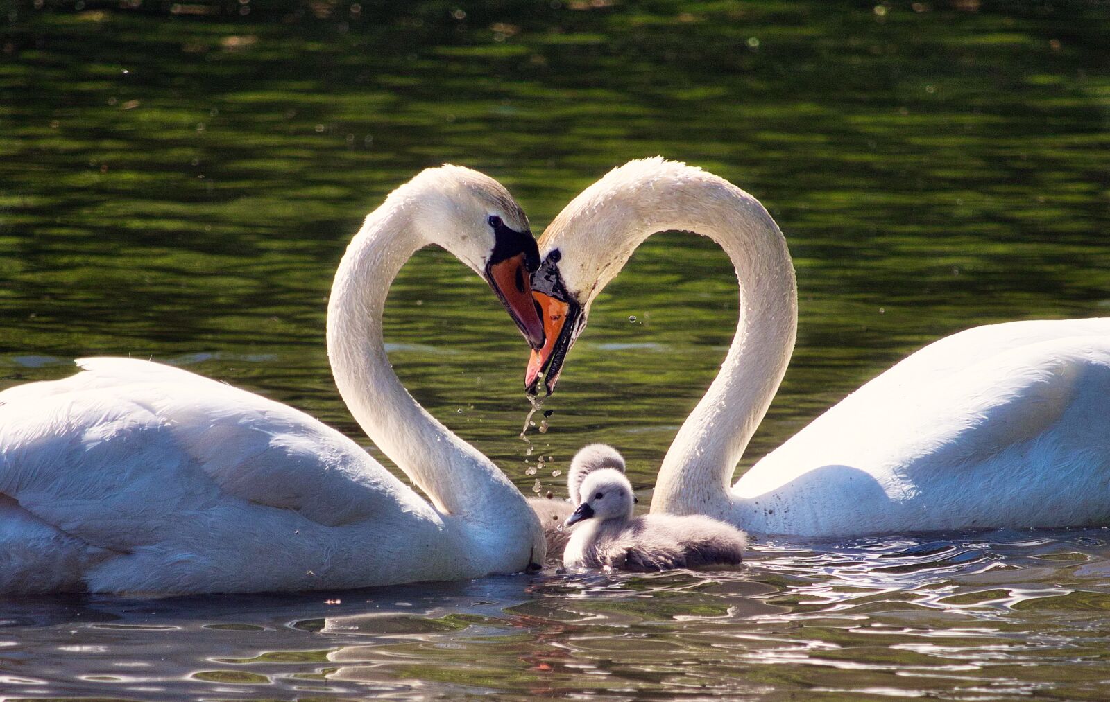 Canon EOS 80D + Canon EF-S 55-250mm F4-5.6 IS STM sample photo. Love, family, swan family photography