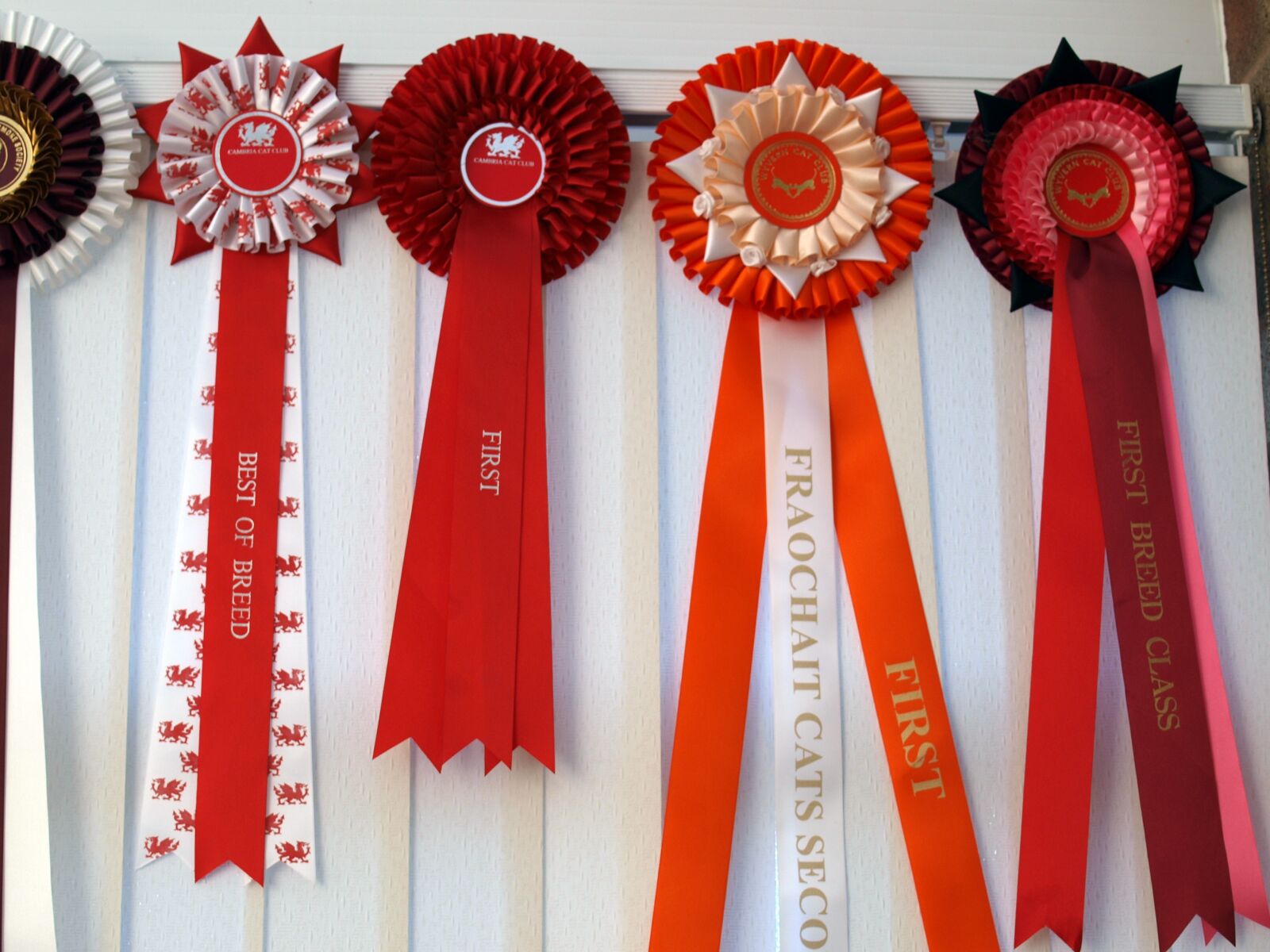 Olympus E-520 (EVOLT E-520) sample photo. Rosettes, first, prize photography