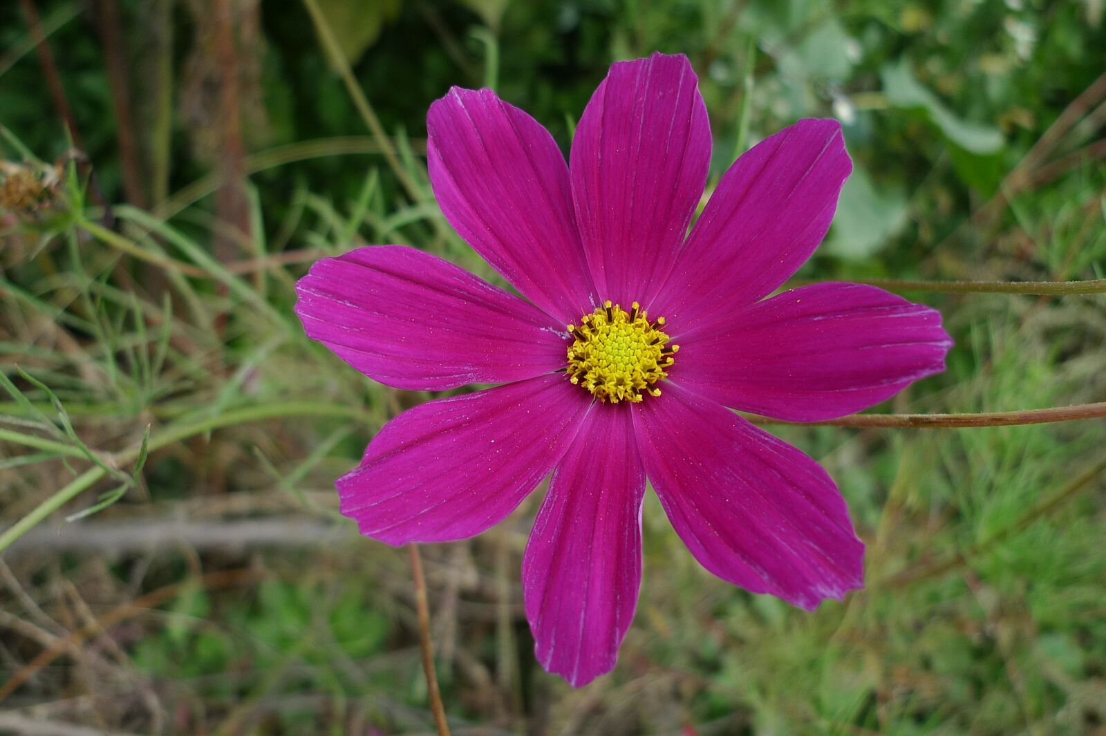 Panasonic Lumix DMC-LX3 sample photo. Cosmos, autumn, petal photography
