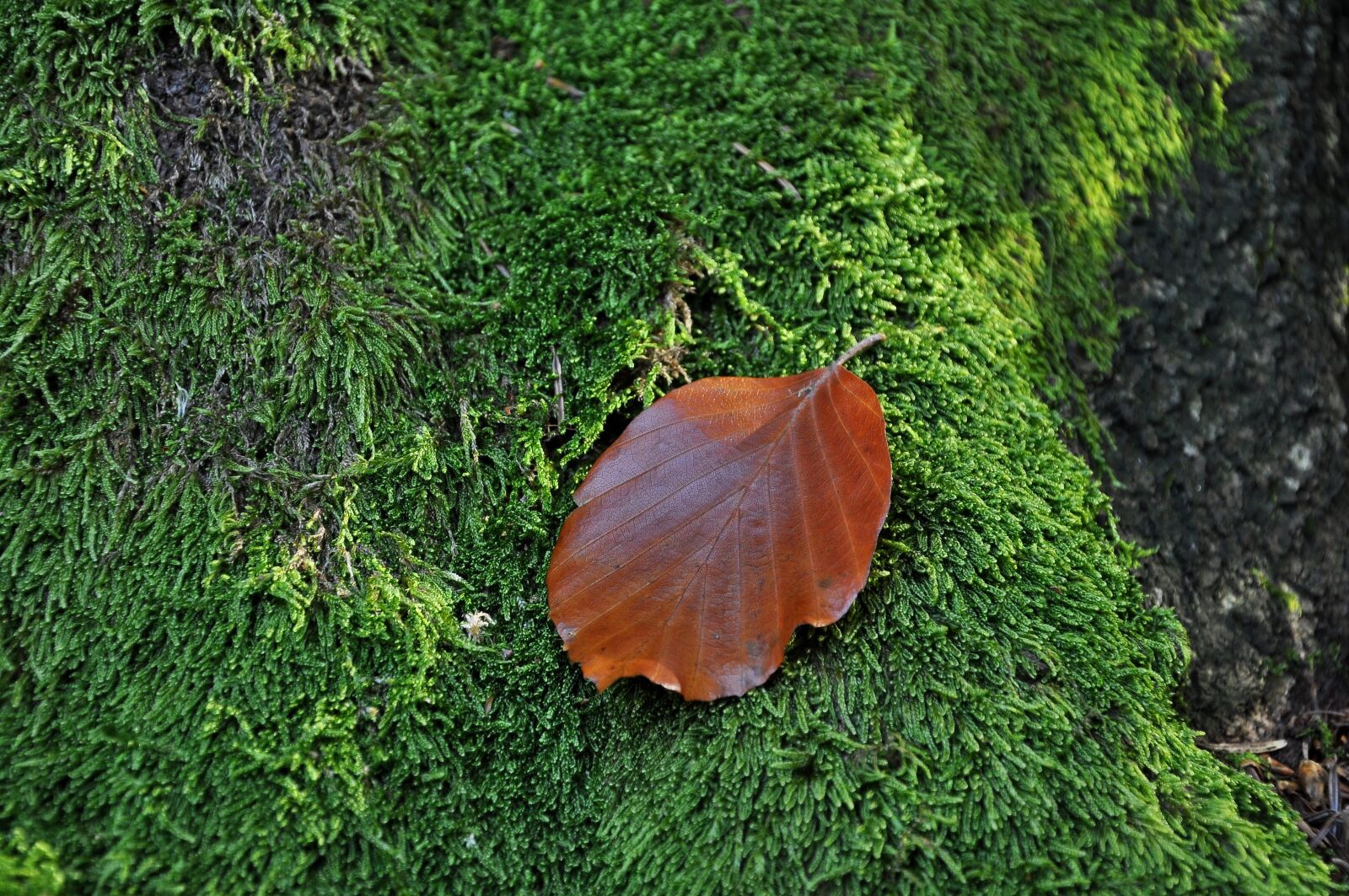 Nikon D90 sample photo. Leaf, moss, macro photography