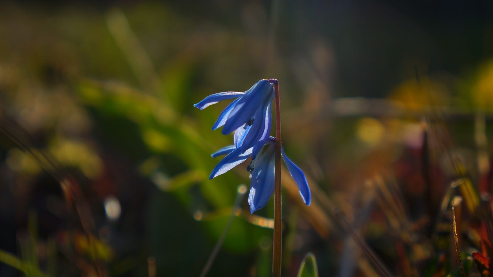 Sony Alpha a3000 + Sony E 18-55mm F3.5-5.6 OSS sample photo. Nature, plant, flowering photography