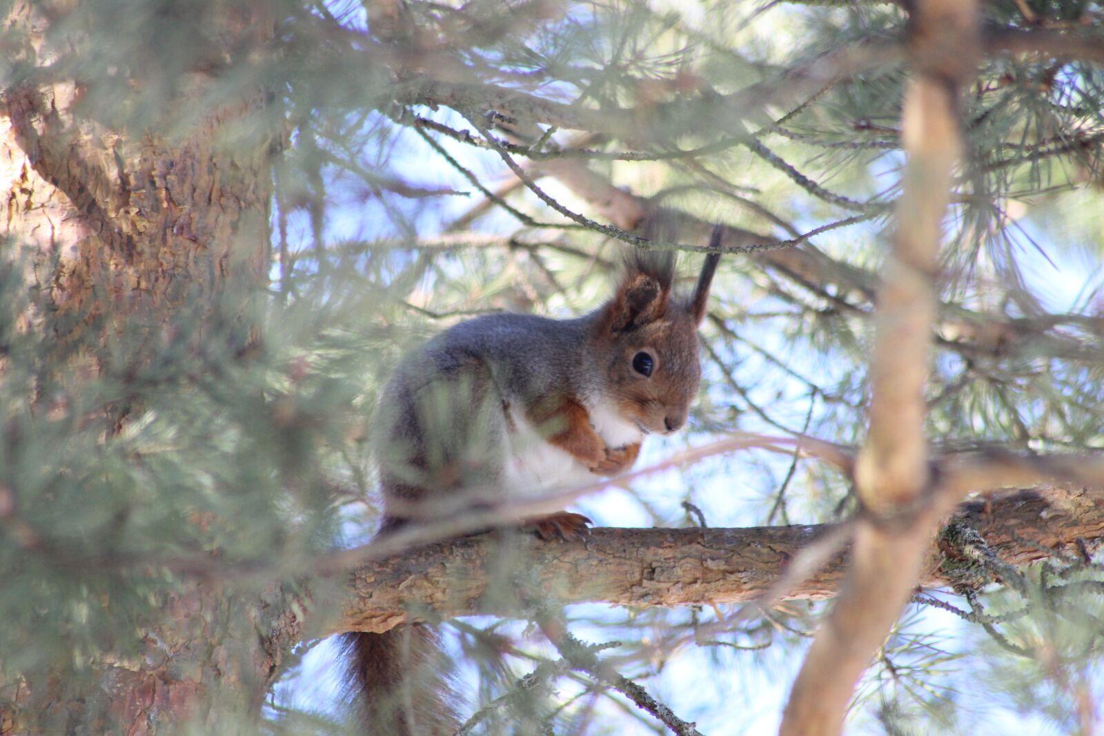 Canon EOS 600D (Rebel EOS T3i / EOS Kiss X5) sample photo. Squirrel, tree, pine photography