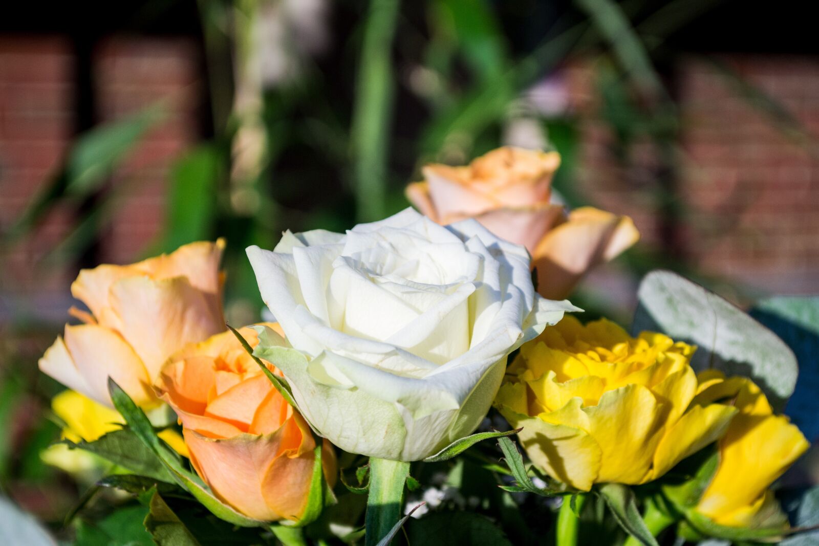 Nikon D3100 sample photo. White, rose, nature photography