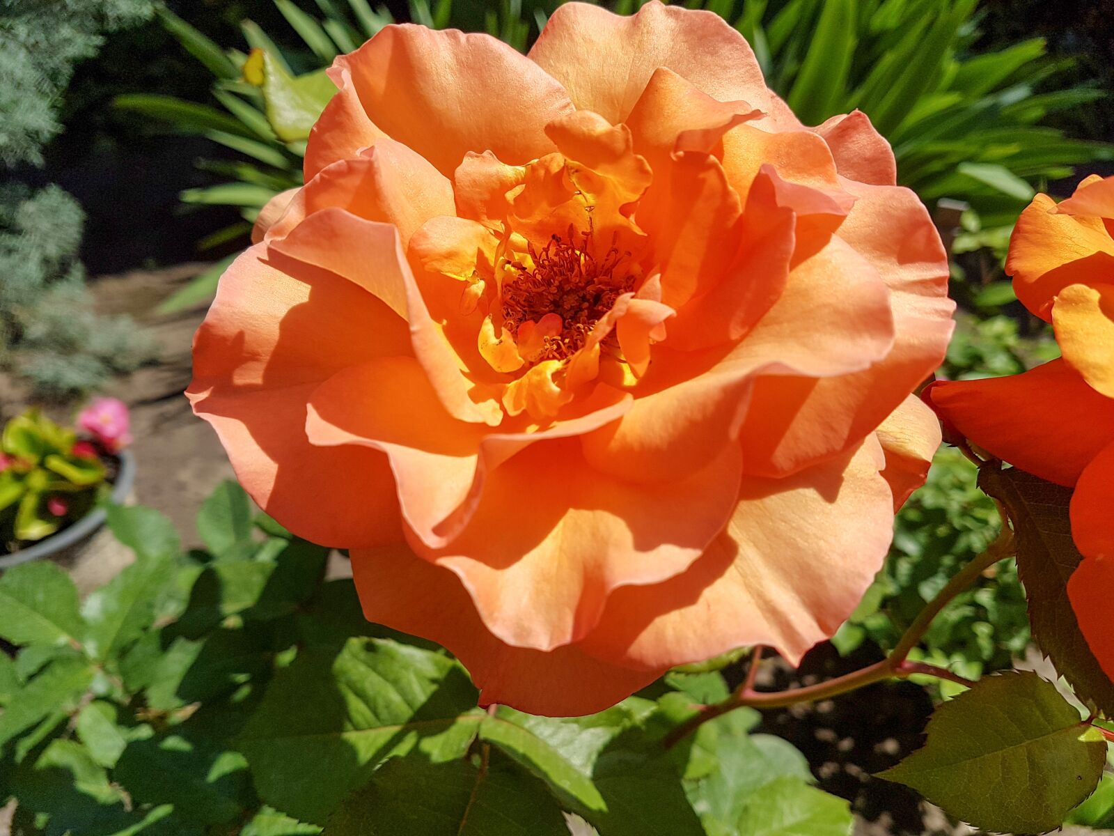 Samsung Galaxy S7 Edge sample photo. Rose, yellow, orange photography
