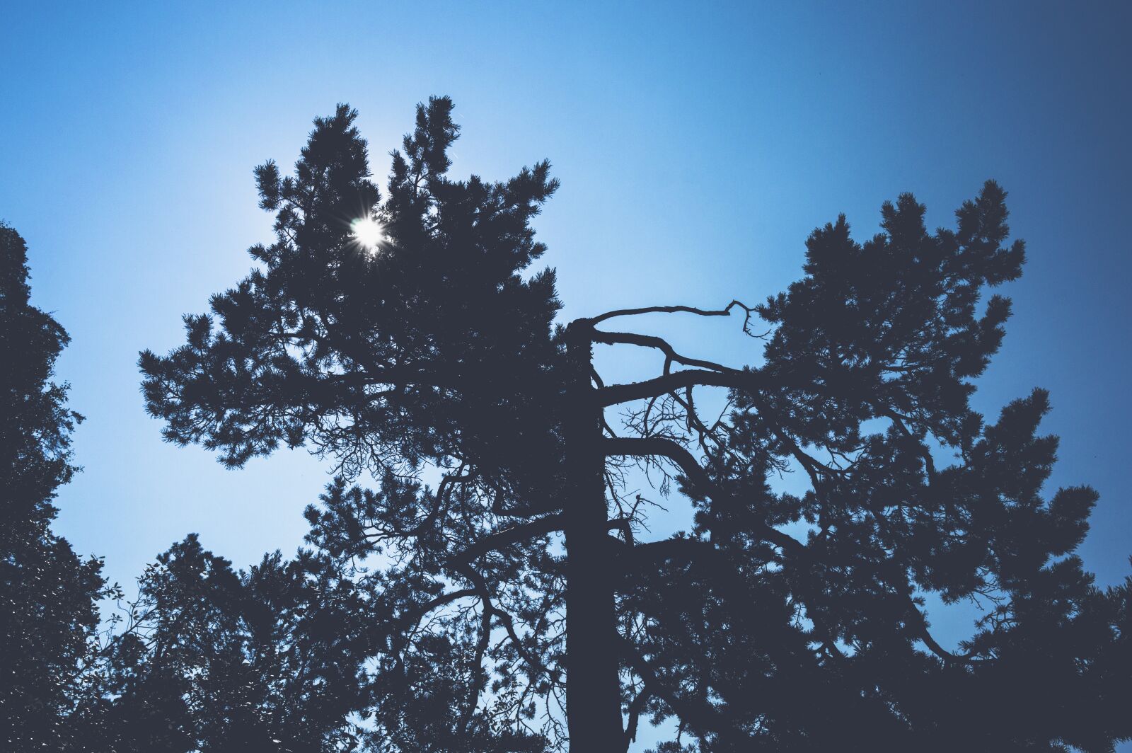 Nikon D3200 sample photo. Backlit, branch, conifer photography