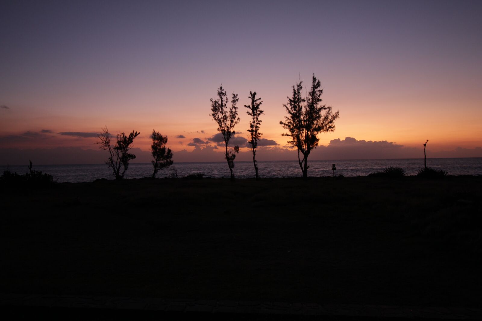 Canon EOS 550D (EOS Rebel T2i / EOS Kiss X4) sample photo. Cut, sunset, tree photography