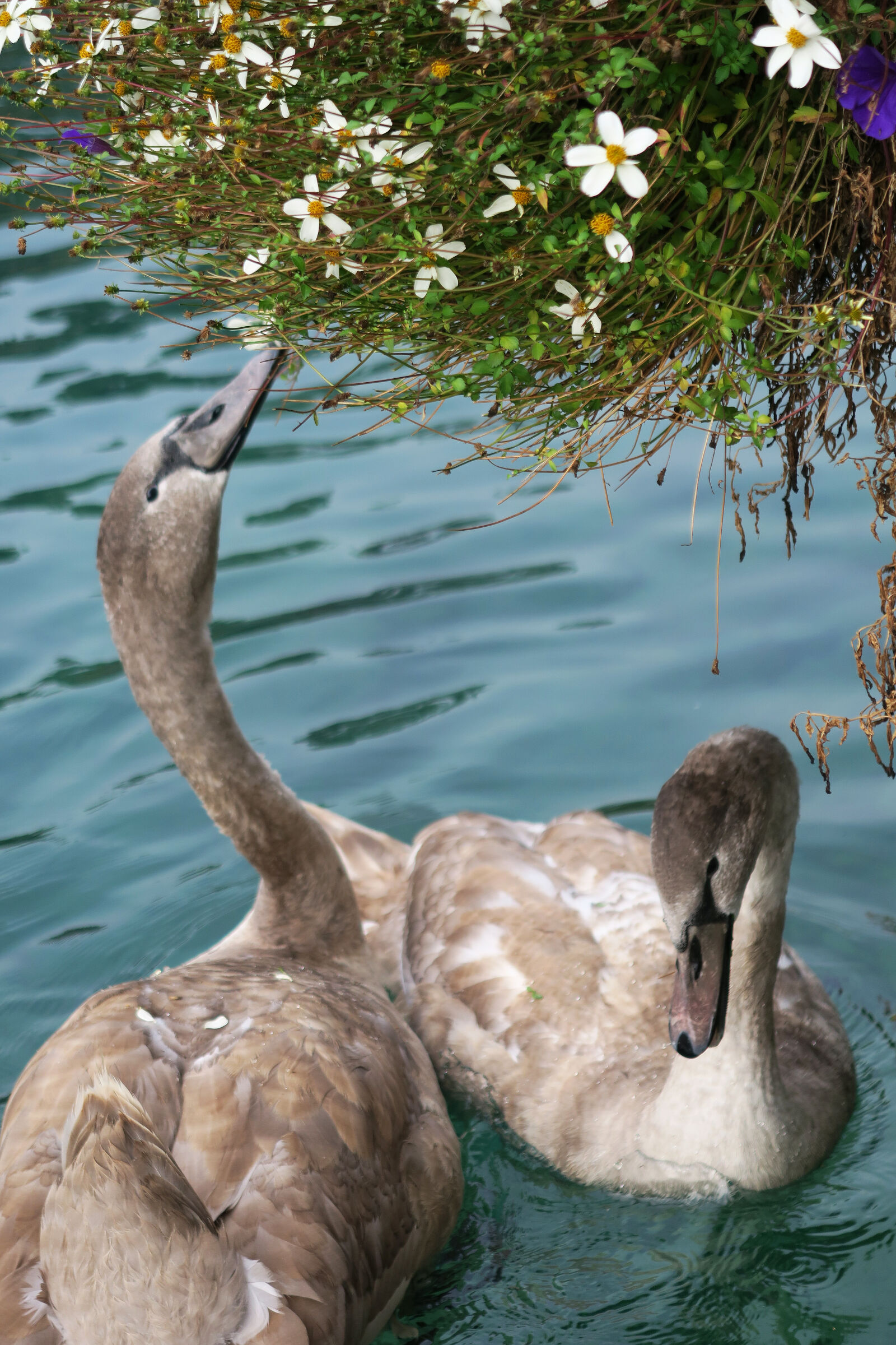 Canon PowerShot G7 X sample photo. Birds, cygnet, swan photography
