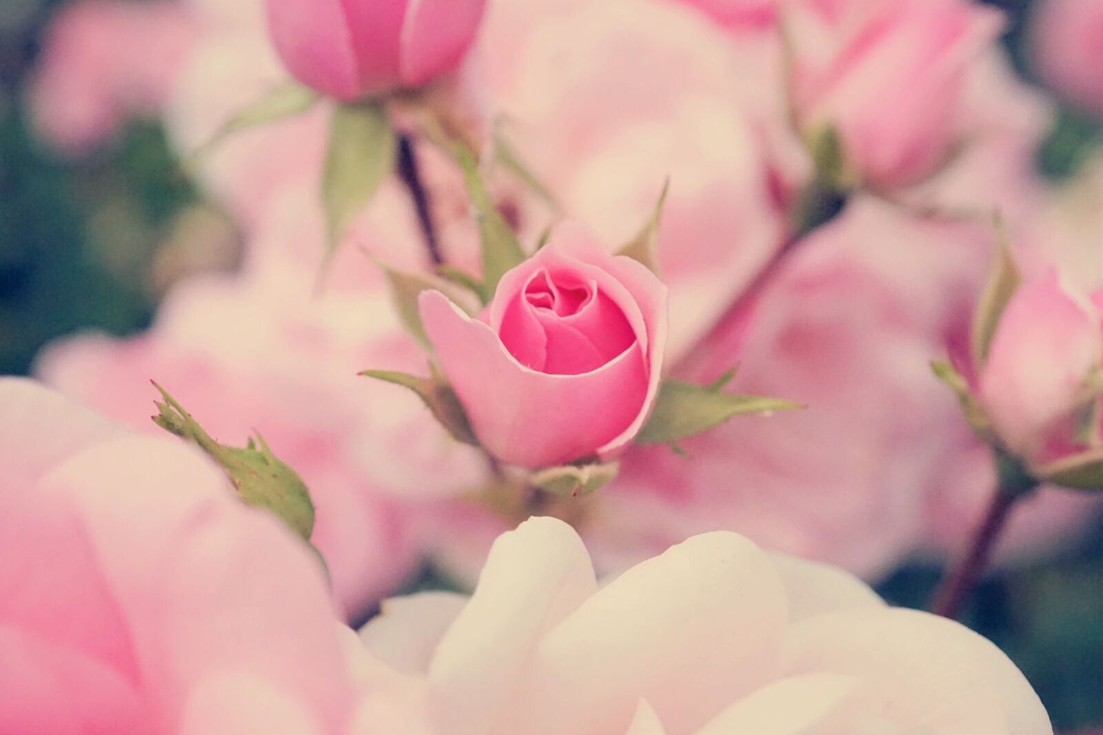 Sony a6000 sample photo. Rose, rose bloom, bud photography
