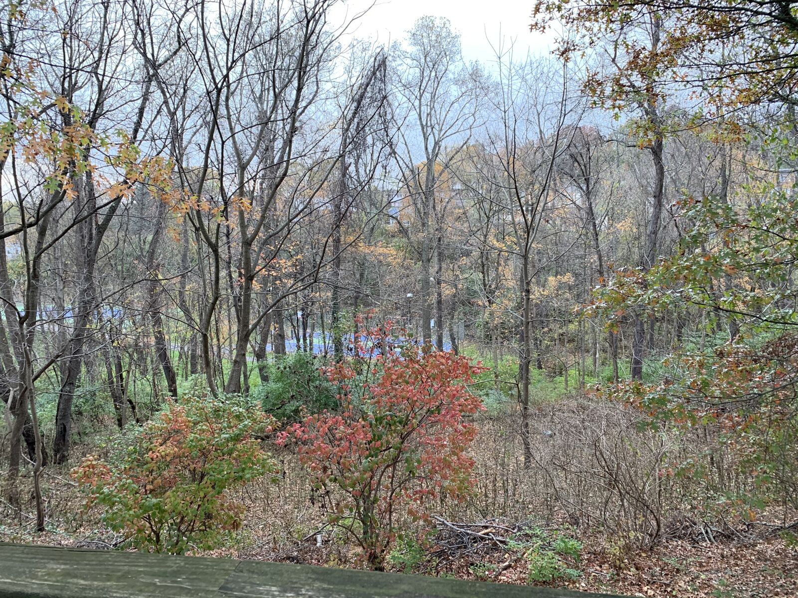 Apple iPhone XR sample photo. Pittsburgh, fall, seasons photography