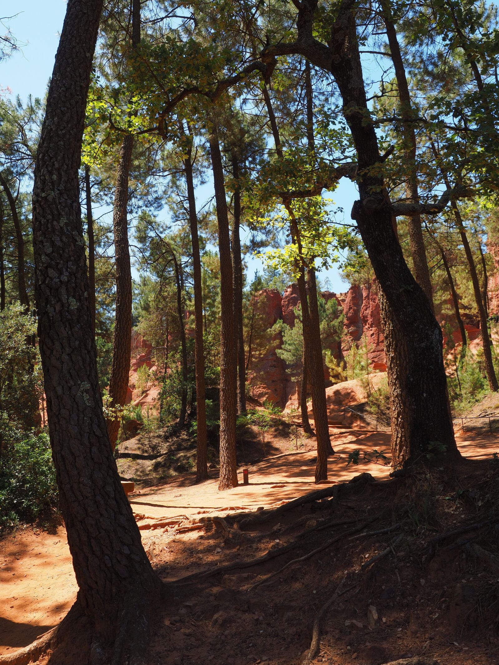 Olympus OM-D E-M1 + Olympus M.Zuiko Digital ED 12-40mm F2.8 Pro sample photo. Pine forest, pine, forest photography