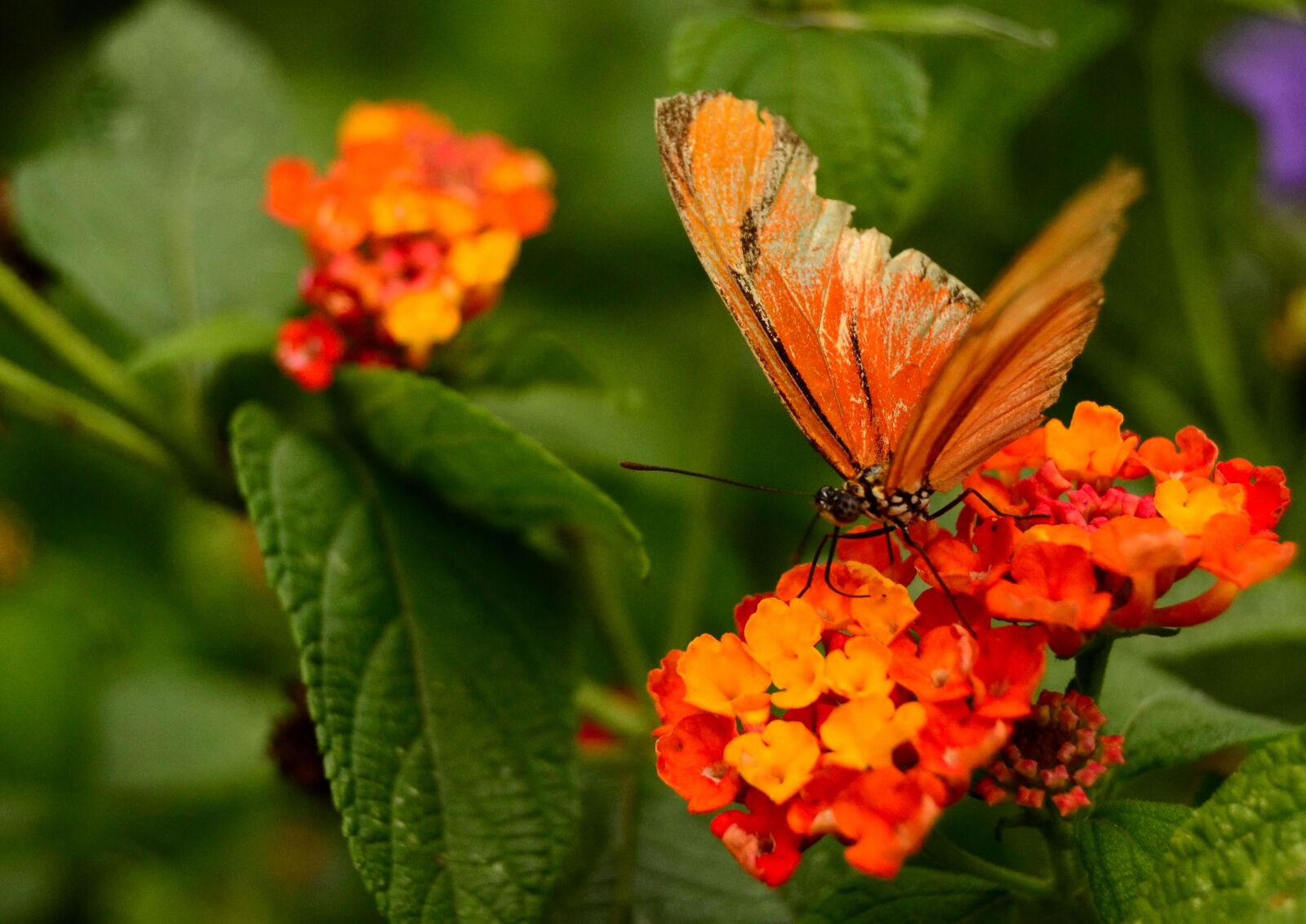 Nikon D3100 sample photo. Butterfly, nature photography