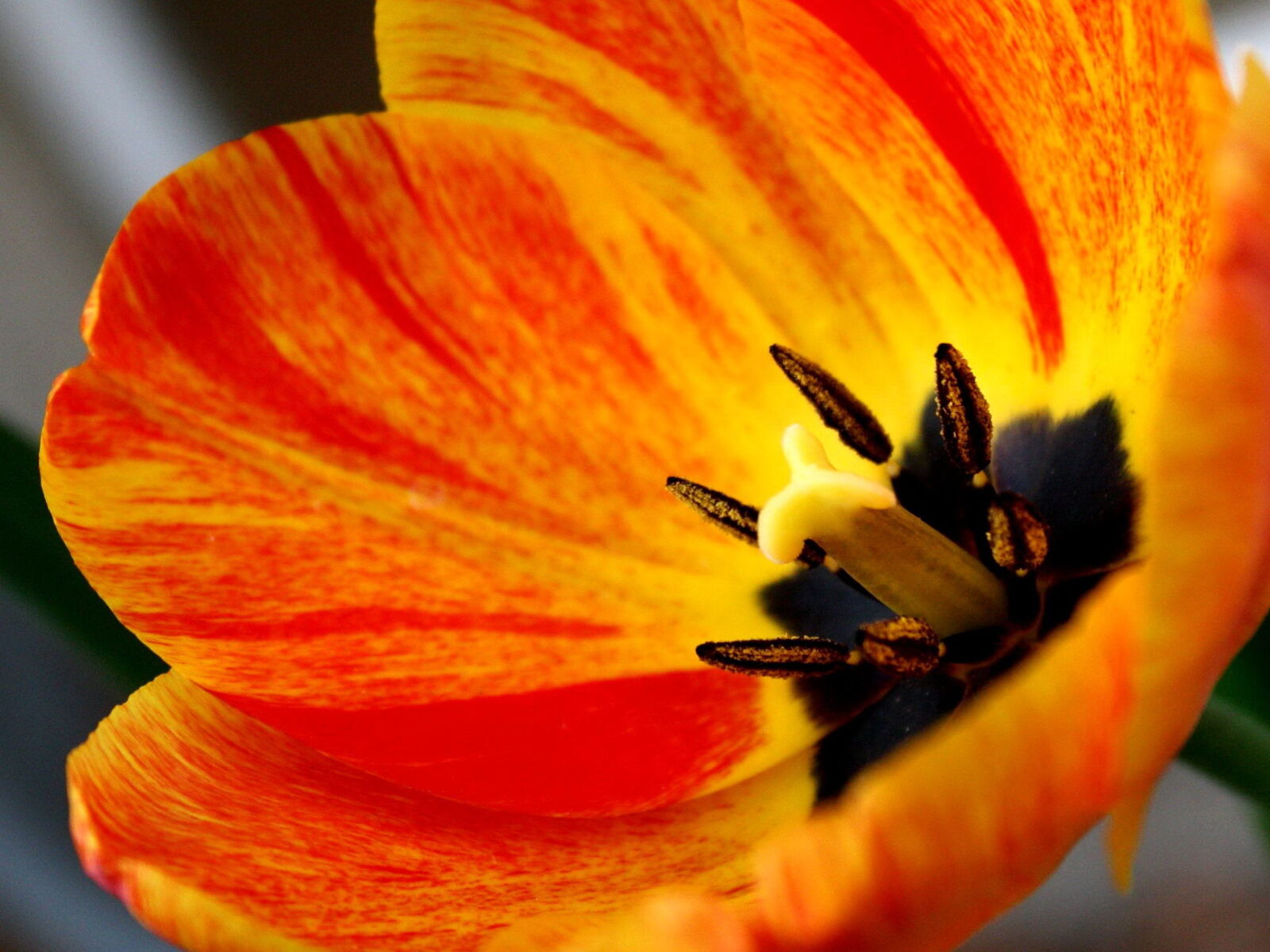 f/3.5-5.6 IS sample photo. Flame colored, tulip, flower photography