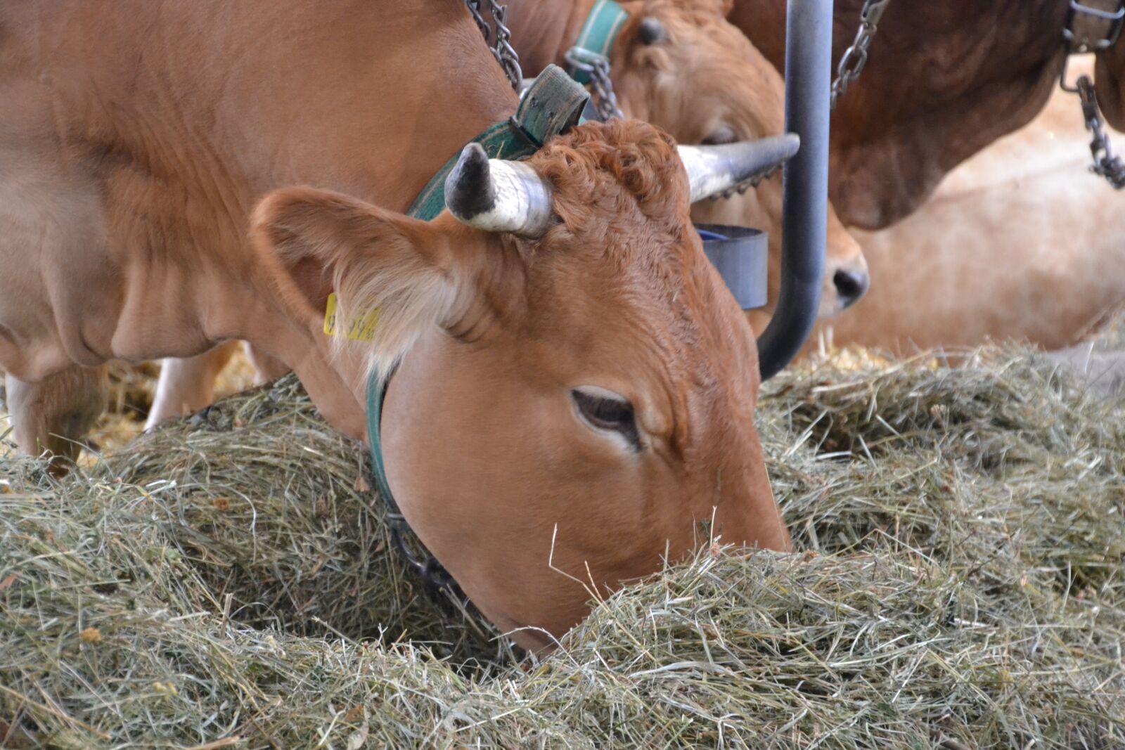 Nikon D3100 sample photo. Animal, cow, beef photography